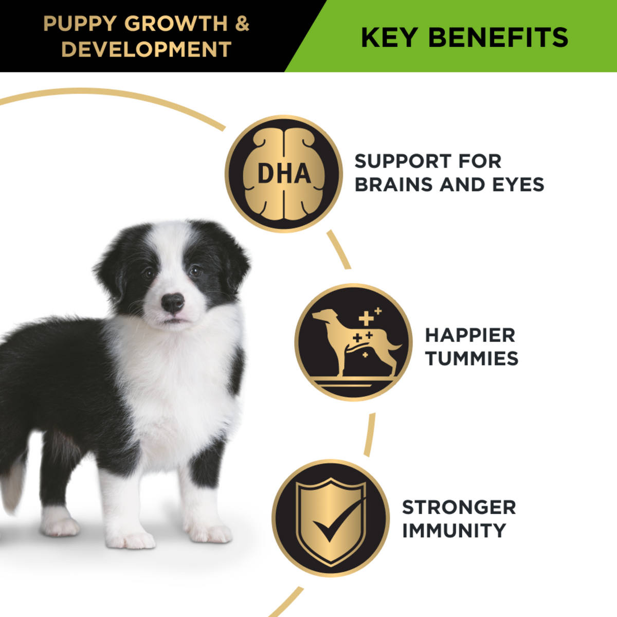 PRO PLAN Puppy Medium key benefits panel with a border collie puppy: DHA, digestion and immunity