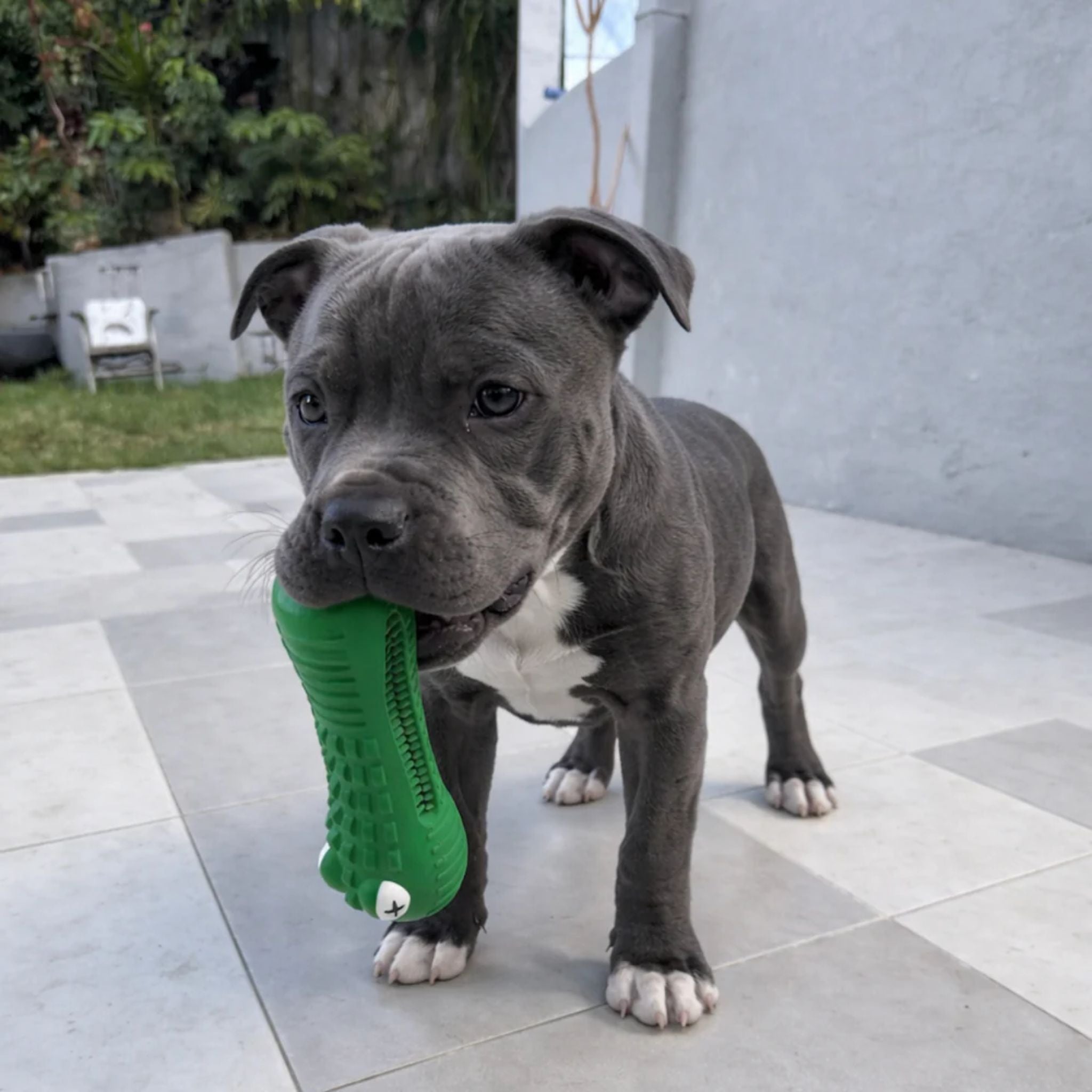 Happy Staffy Co Cactus Cowboy Dog Toy