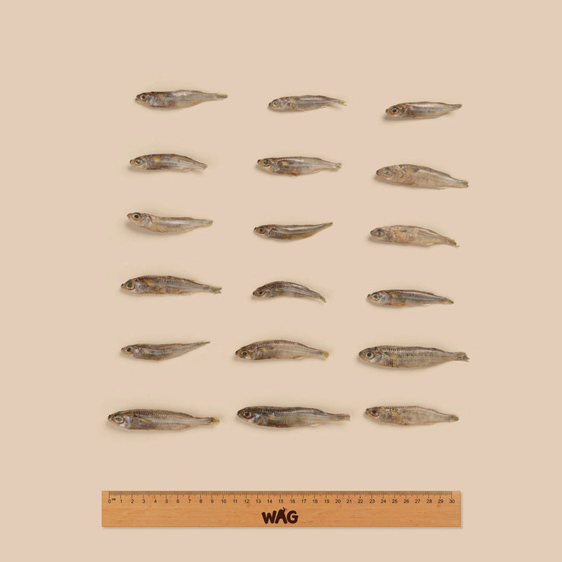 WAG Forage Fish 200g | PeekAPaw Pet Supplies