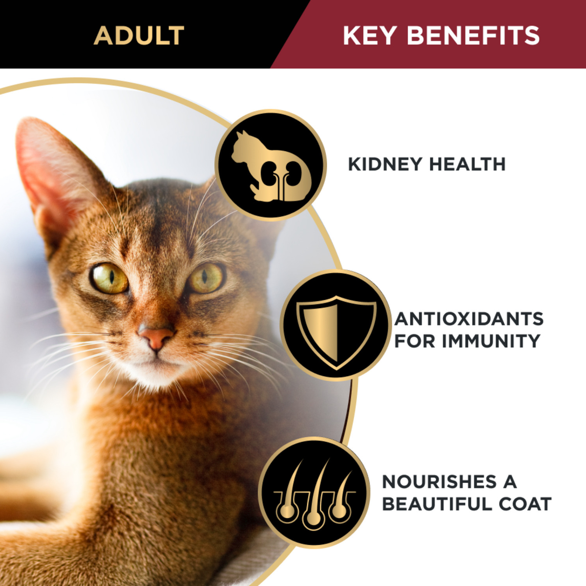PRO PLAN Adult Chicken key benefits panel with a cat: kidney health, antioxidants and coat condition