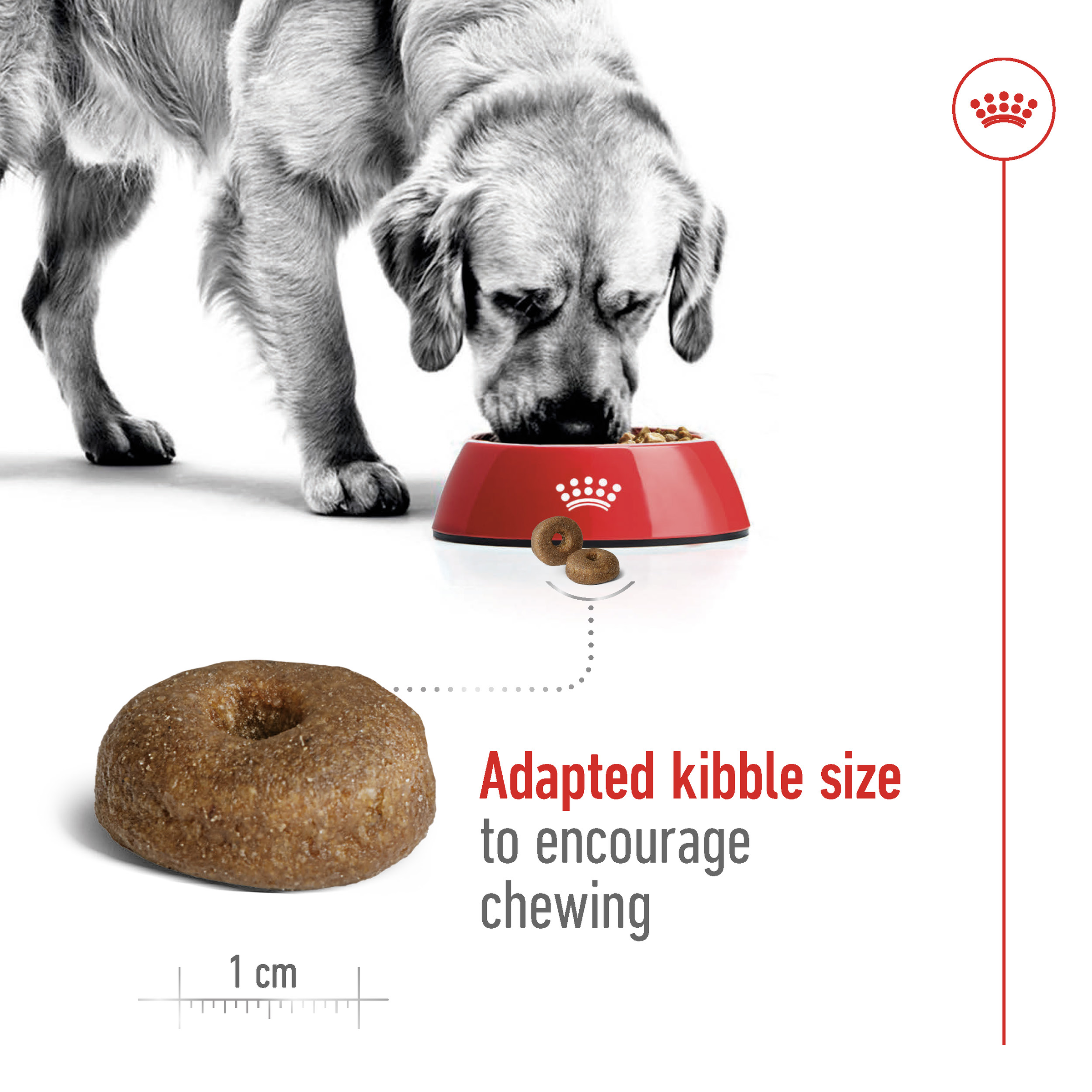 Royal Canin Maxi Ageing 8+ product detail 4
