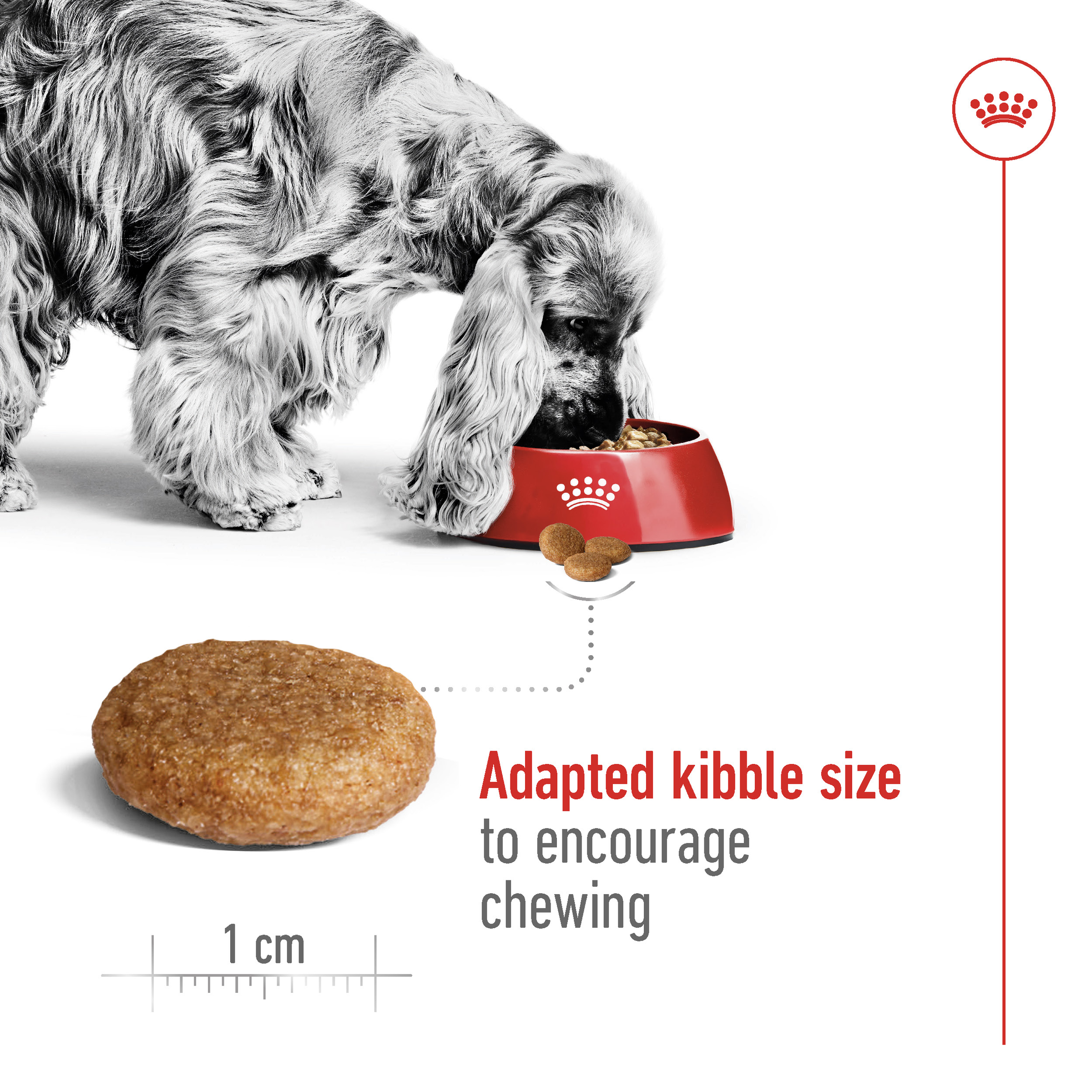 Royal Canin Medium Adult product detail 4