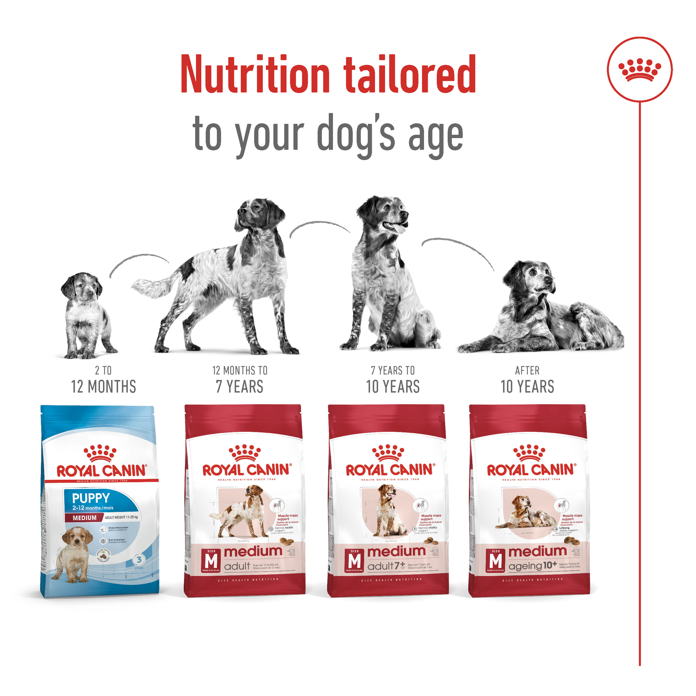 Royal Canin Medium Adult product detail 5