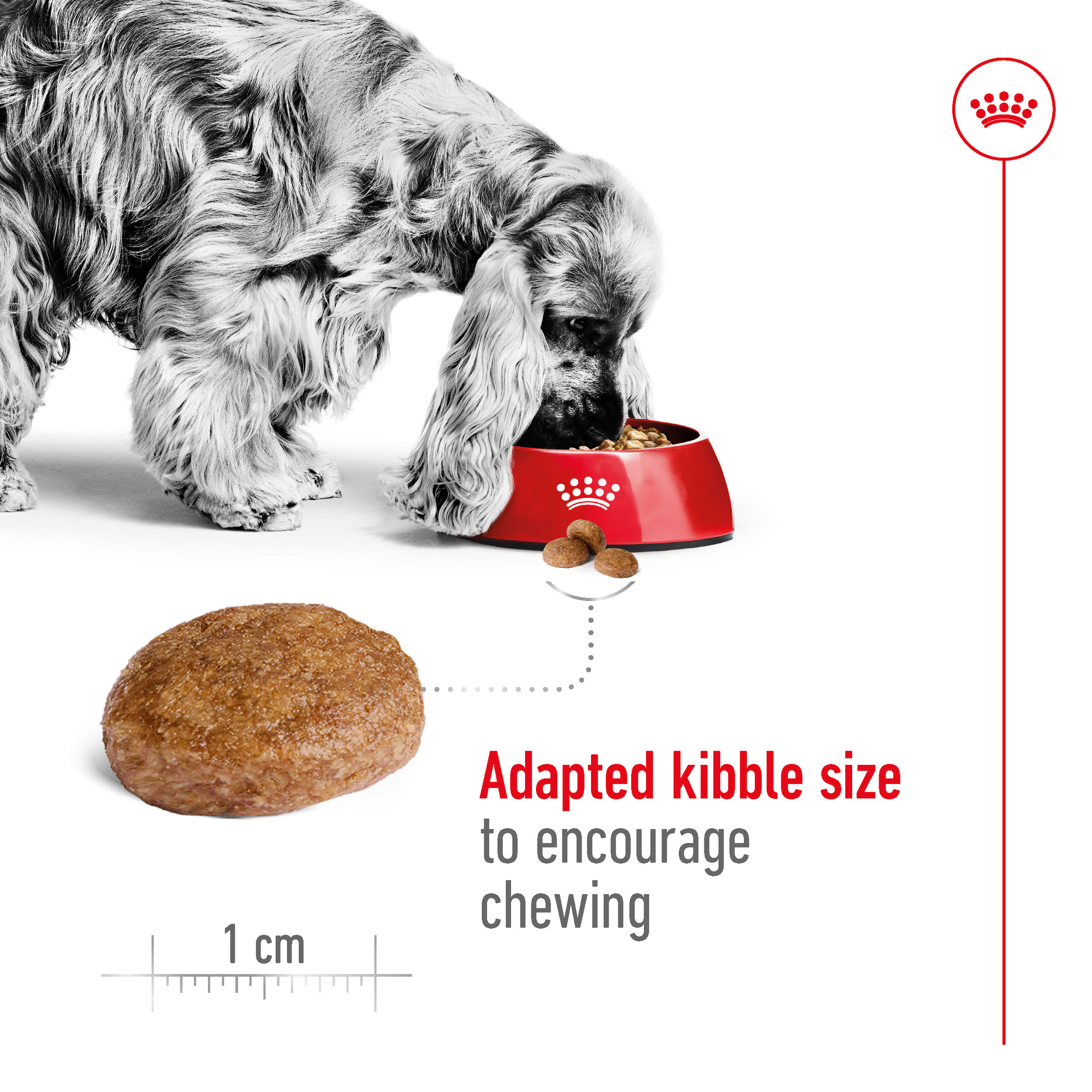 Royal Canin Medium Adult 7+ product detail 4
