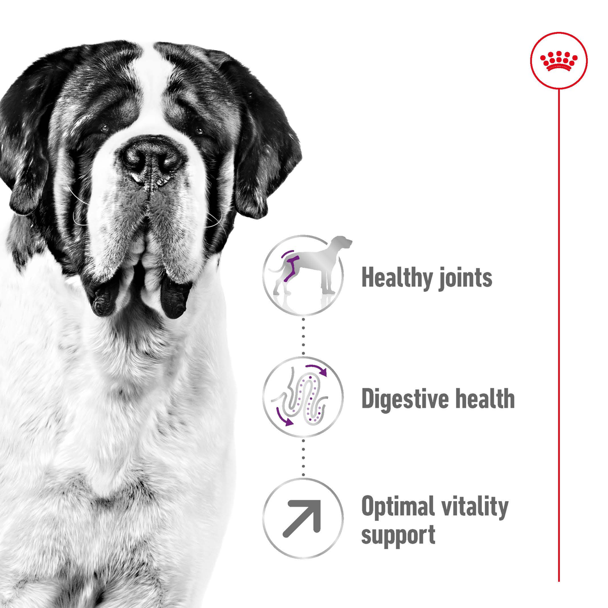 Black and white St Bernard with Giant Adult claims: healthy joints, digestive health, vitality