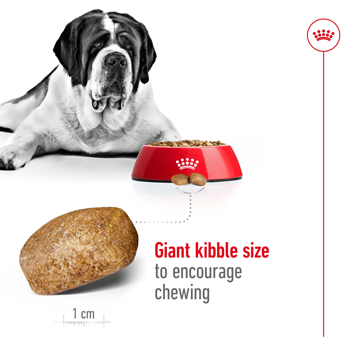 St Bernard beside a bowl with the giant kibble shown at 1cm to encourage chewing