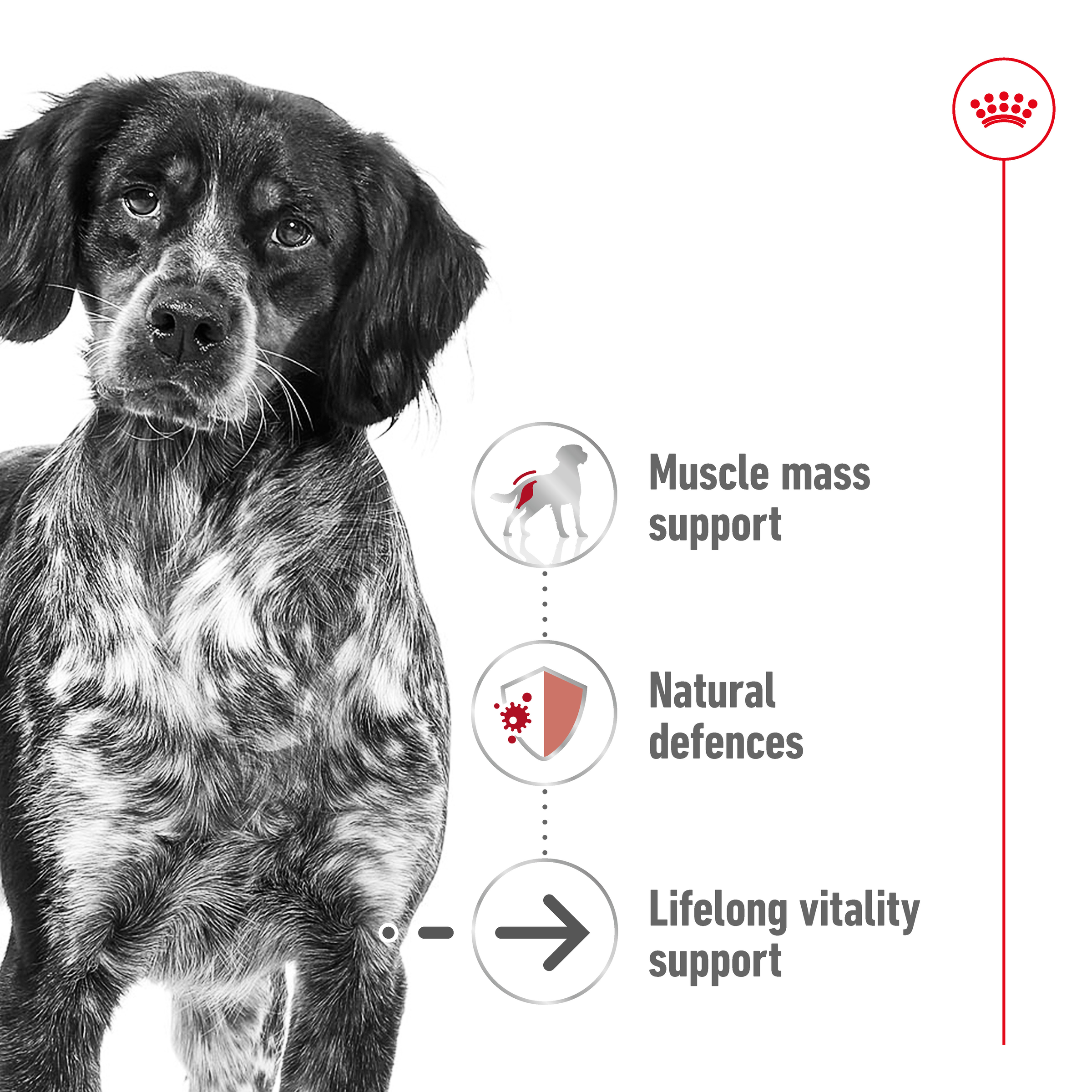 Royal Canin Medium Ageing 10+ product detail 2