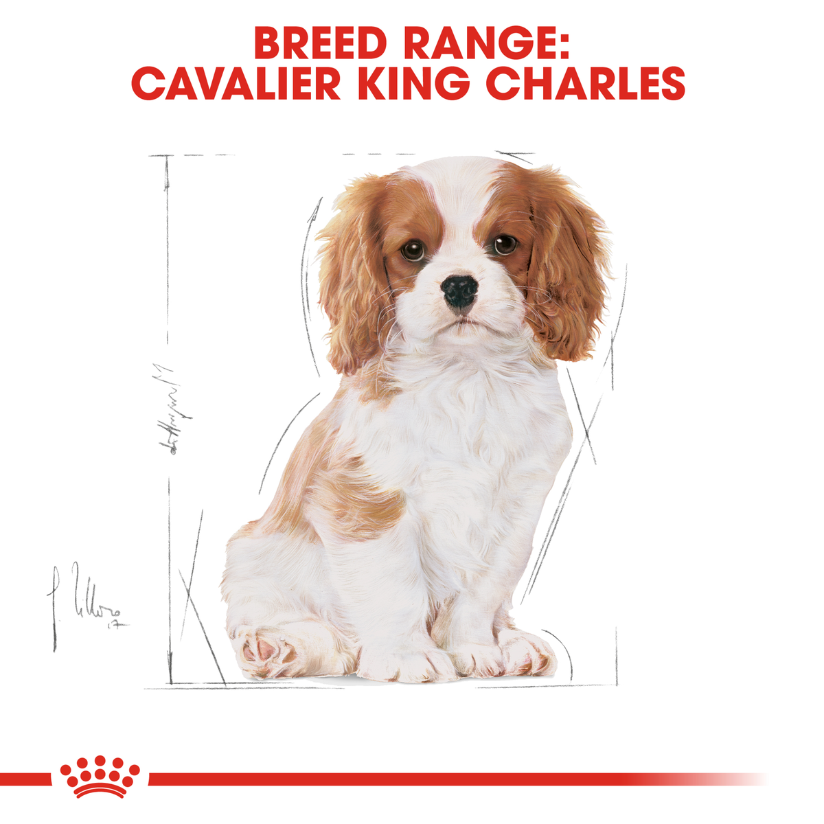 Cavalier King Charles Spaniel puppy sitting, from the Royal Canin breed range