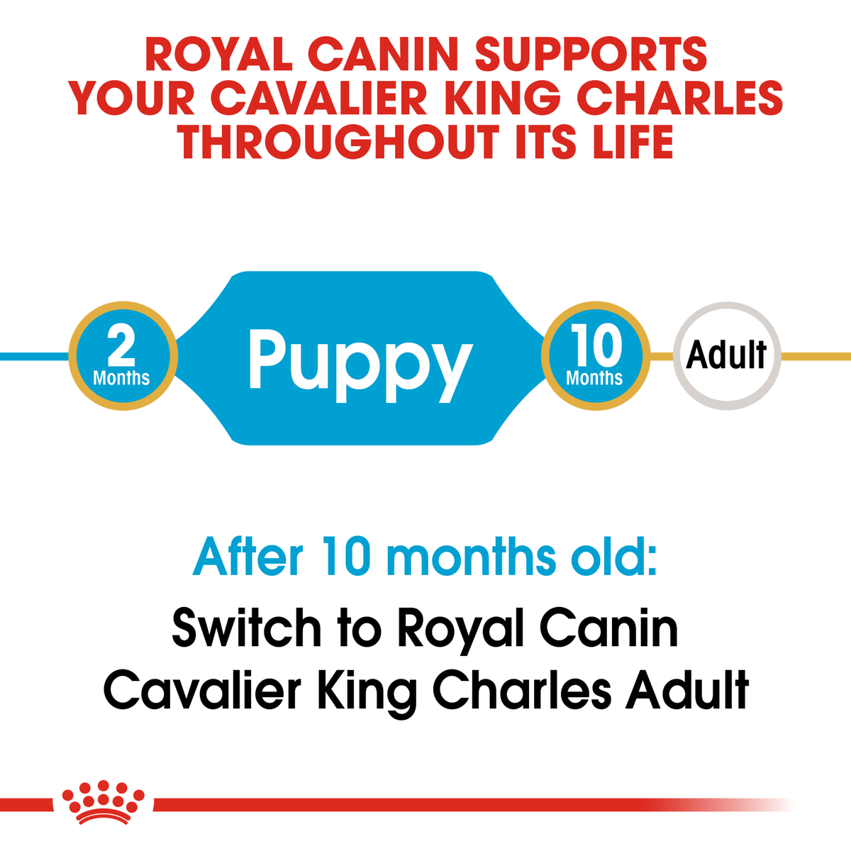 Royal Canin Cavalier King Charles life stage guide: puppy food to 10 months, then adult food