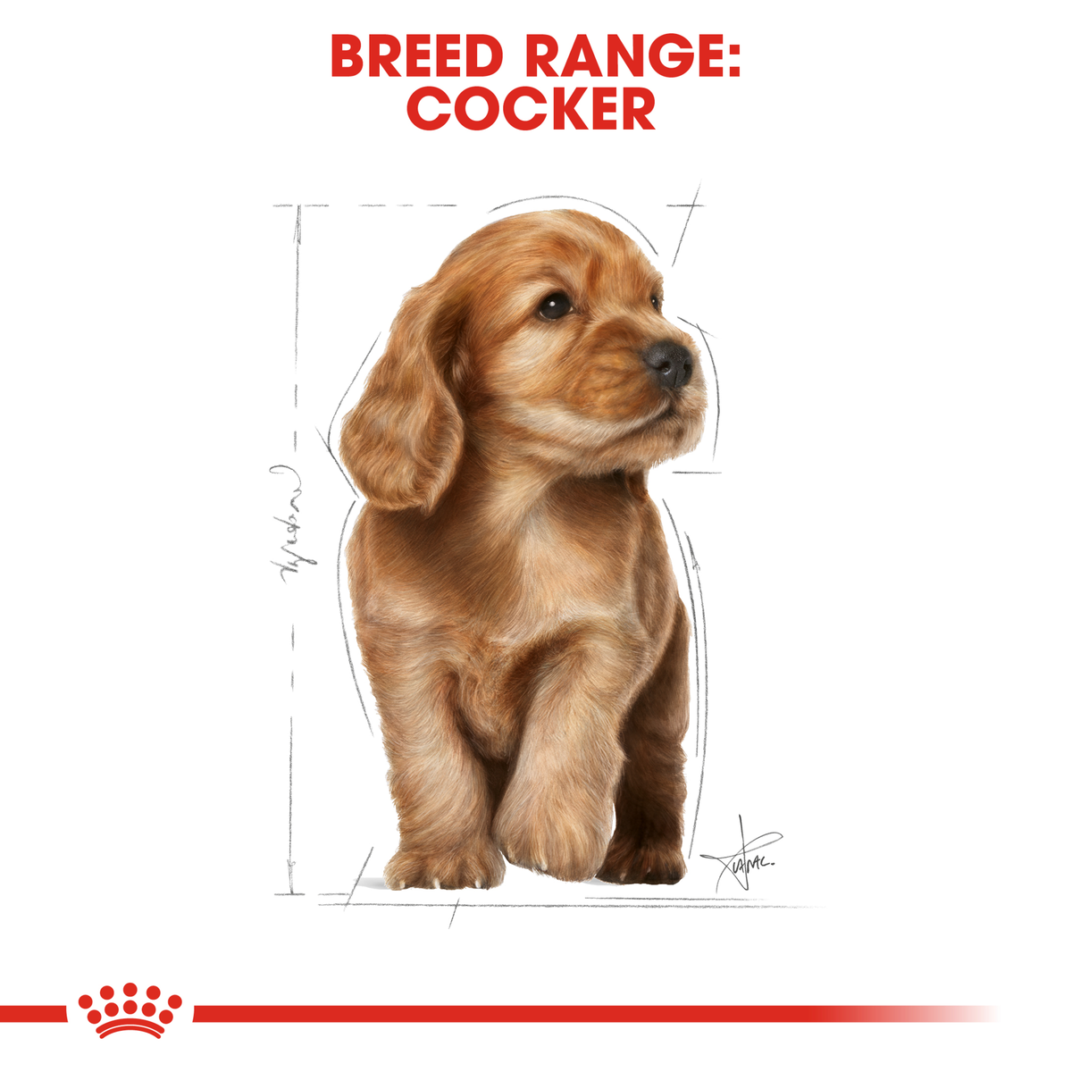 Cocker Spaniel puppy sitting, from the Royal Canin Cocker Spaniel breed range