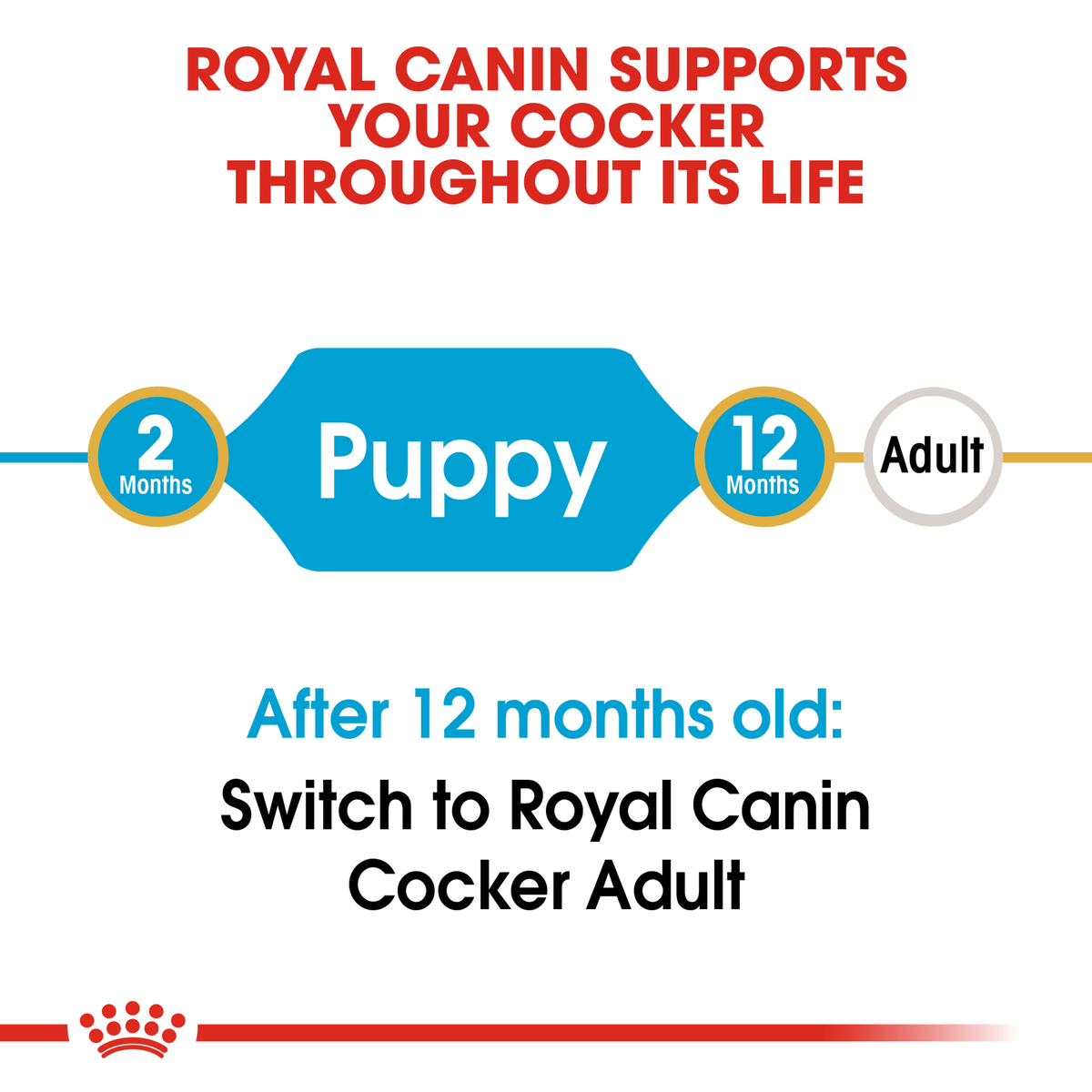 Royal Canin Cocker Spaniel life stage guide: puppy food to 12 months, then Cocker Adult