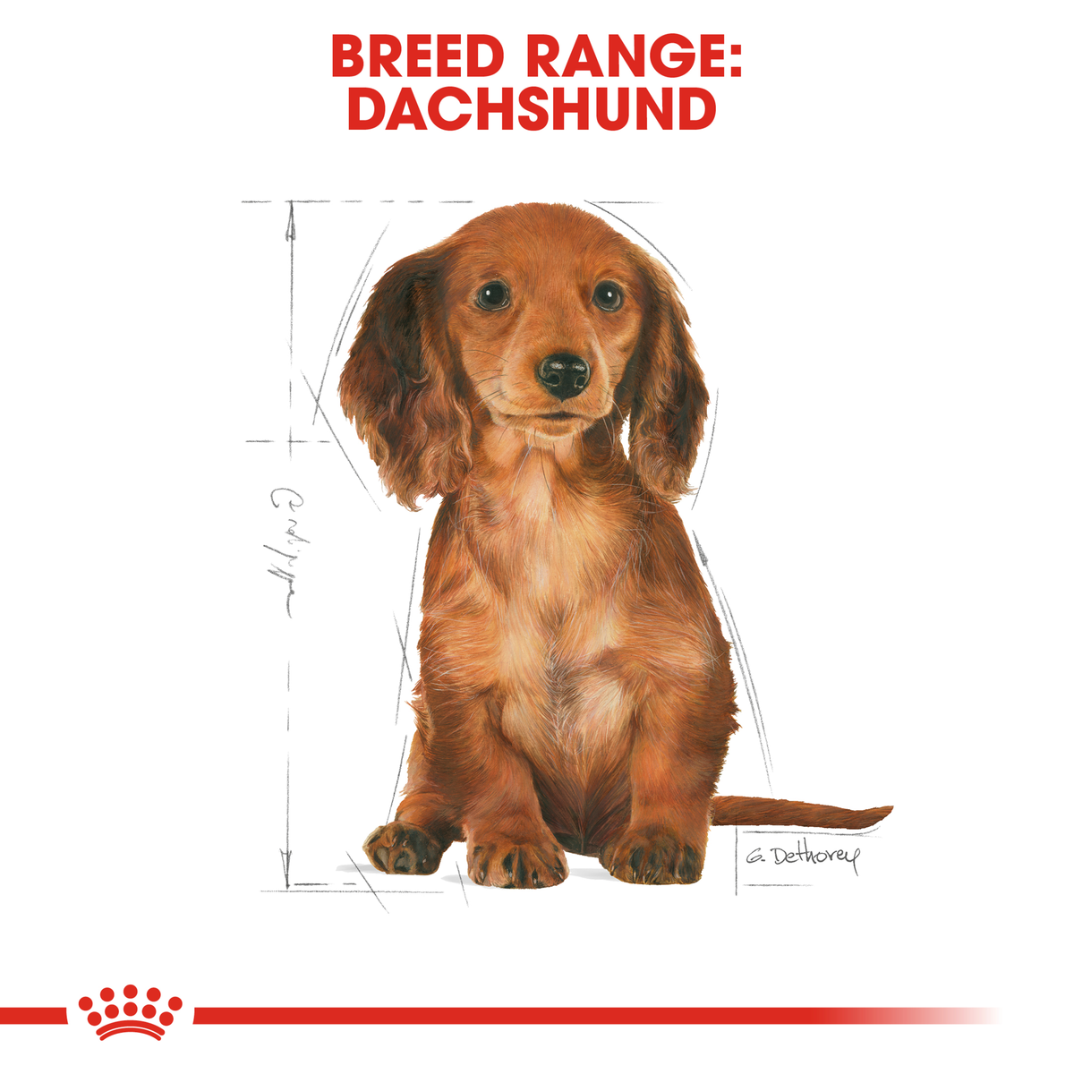 Dachshund puppy sitting, from the Royal Canin Dachshund breed range