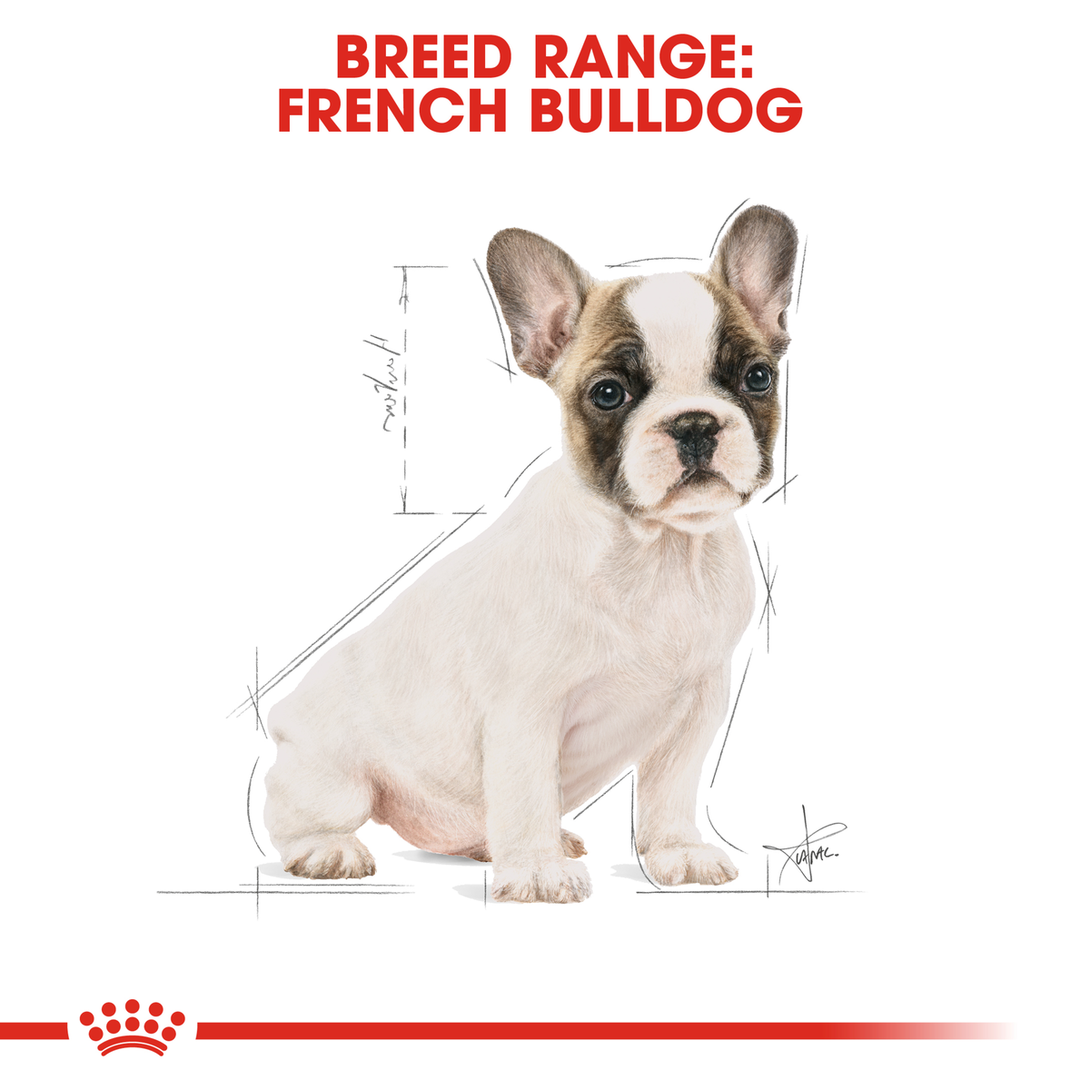 French Bulldog puppy sitting, from the Royal Canin French Bulldog breed range