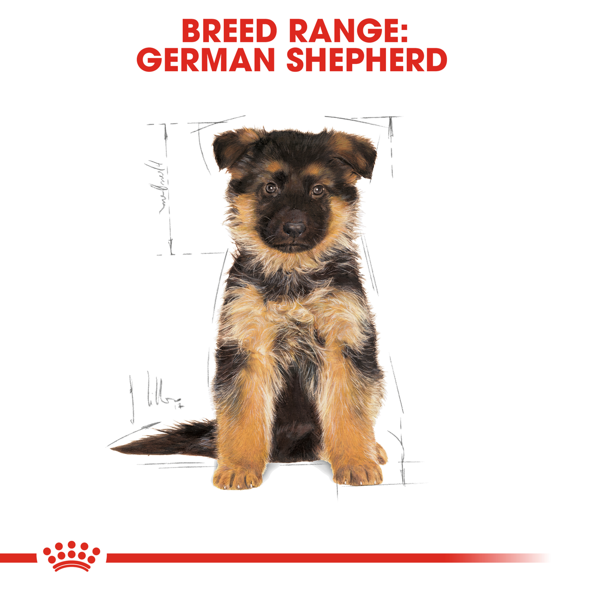 German Shepherd puppy sitting, from the Royal Canin German Shepherd breed range
