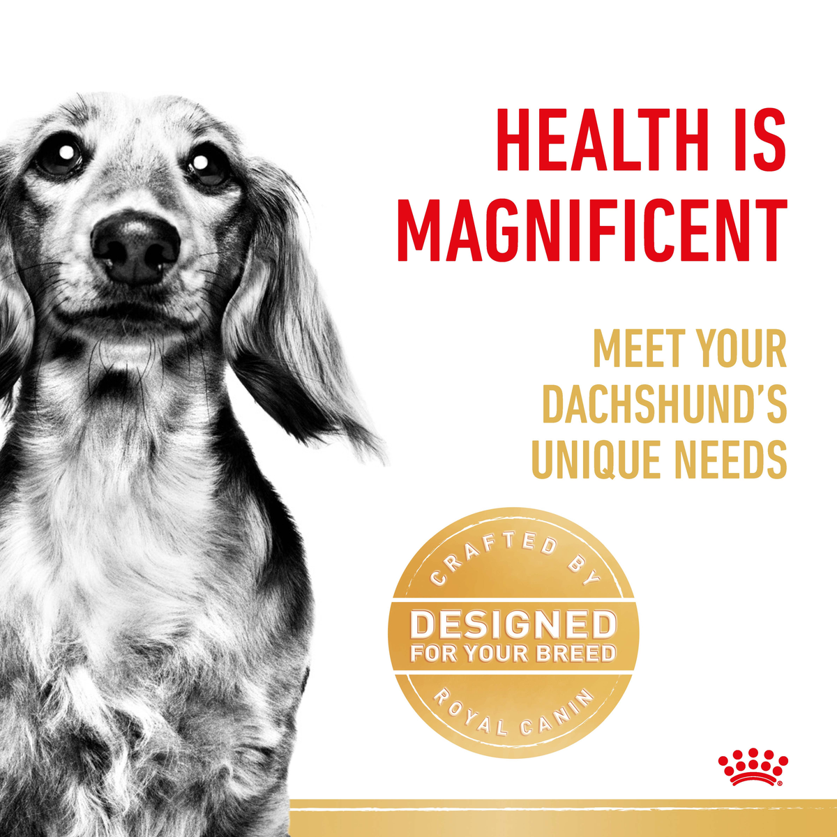 Black and white close-up of a Dachshund beside a designed-for-your-breed seal