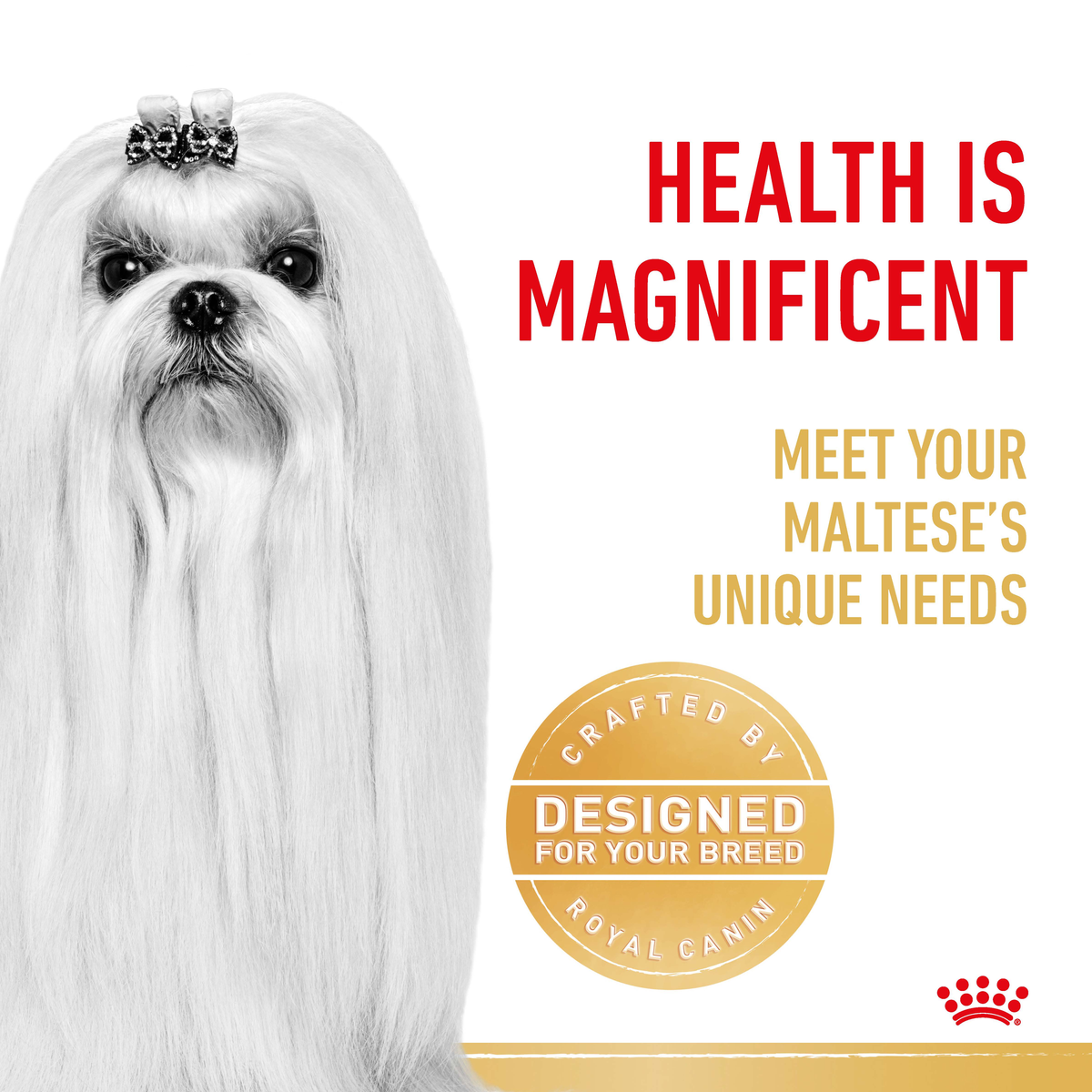 Black and white close-up of a Maltese beside a designed-for-your-breed seal