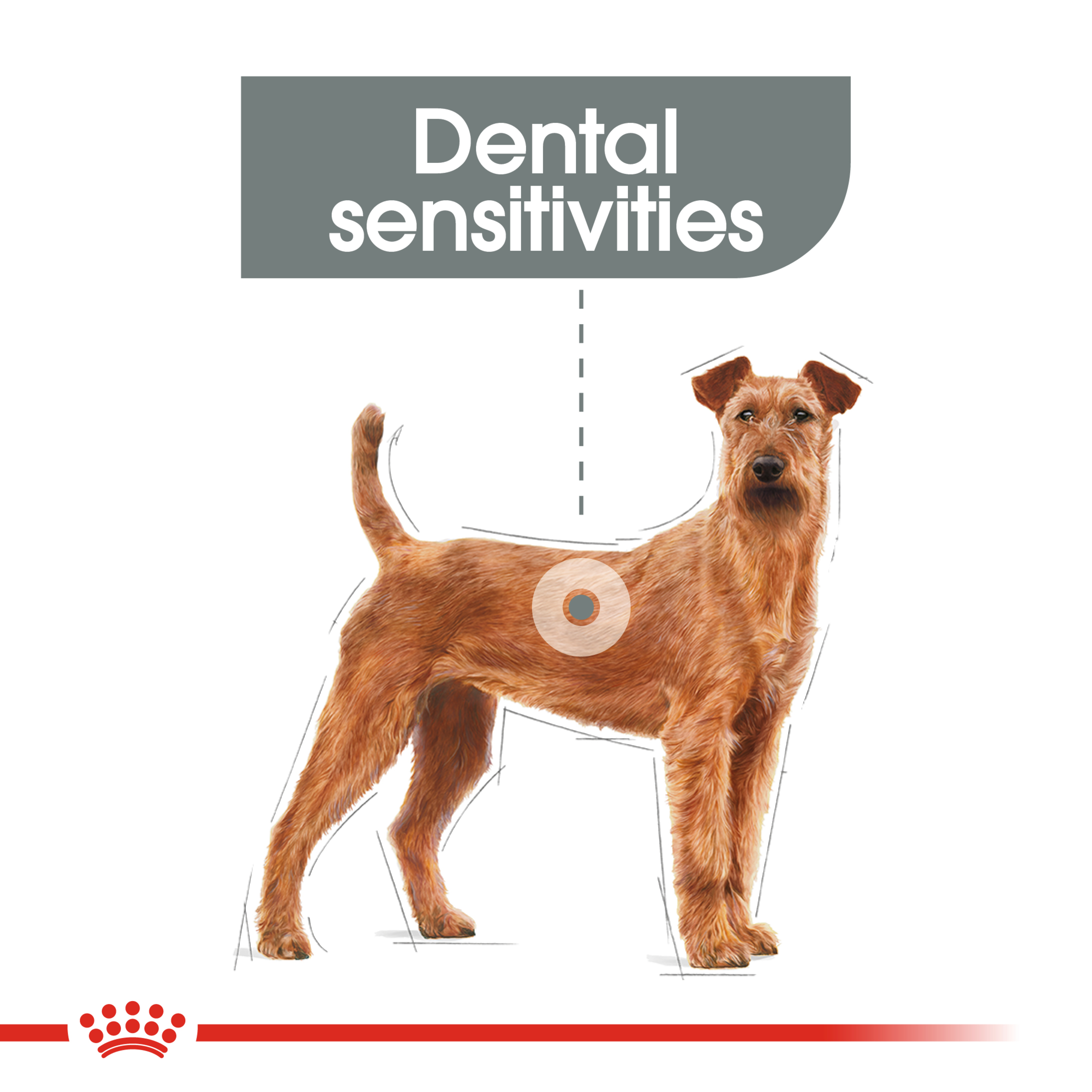 Royal Canin Medium Dental Care product detail 2