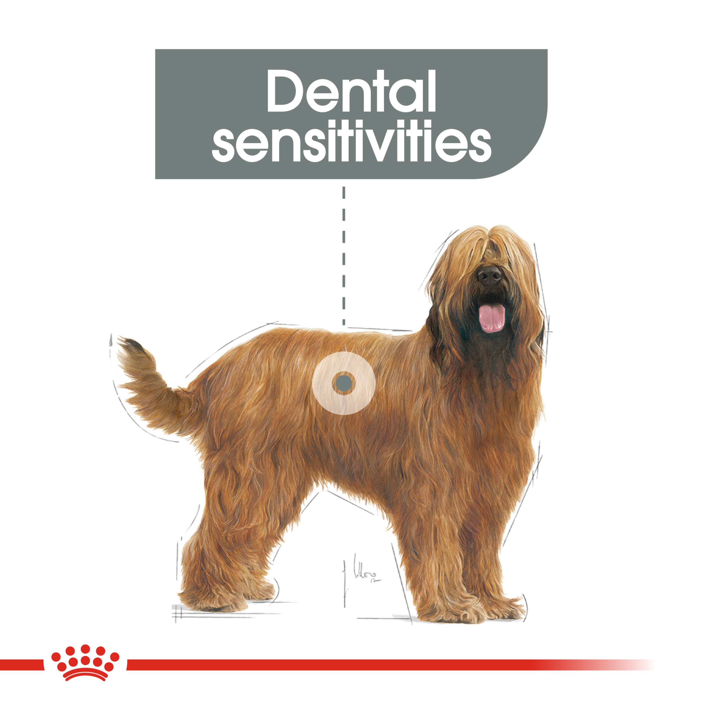 Royal Canin Maxi Dental Care product detail 2