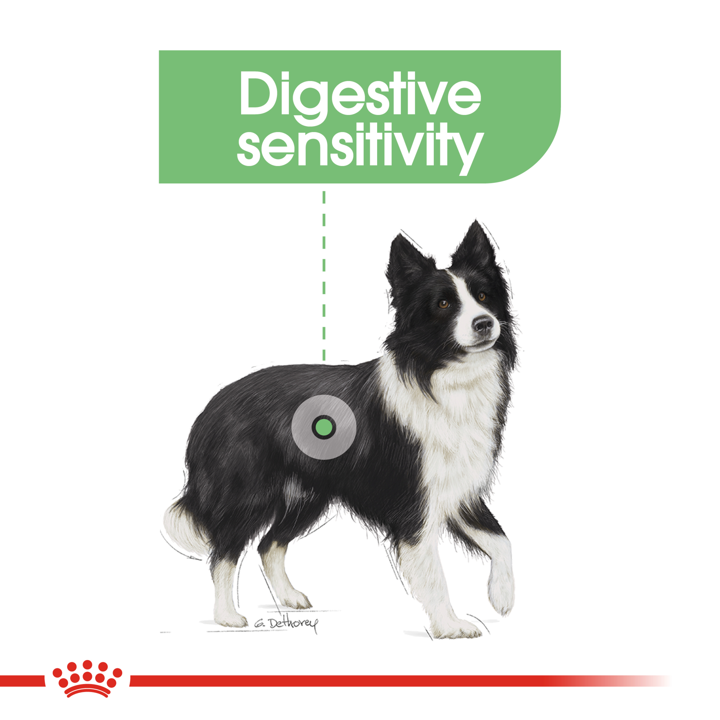 Royal Canin Medium Digestive Care product detail 3