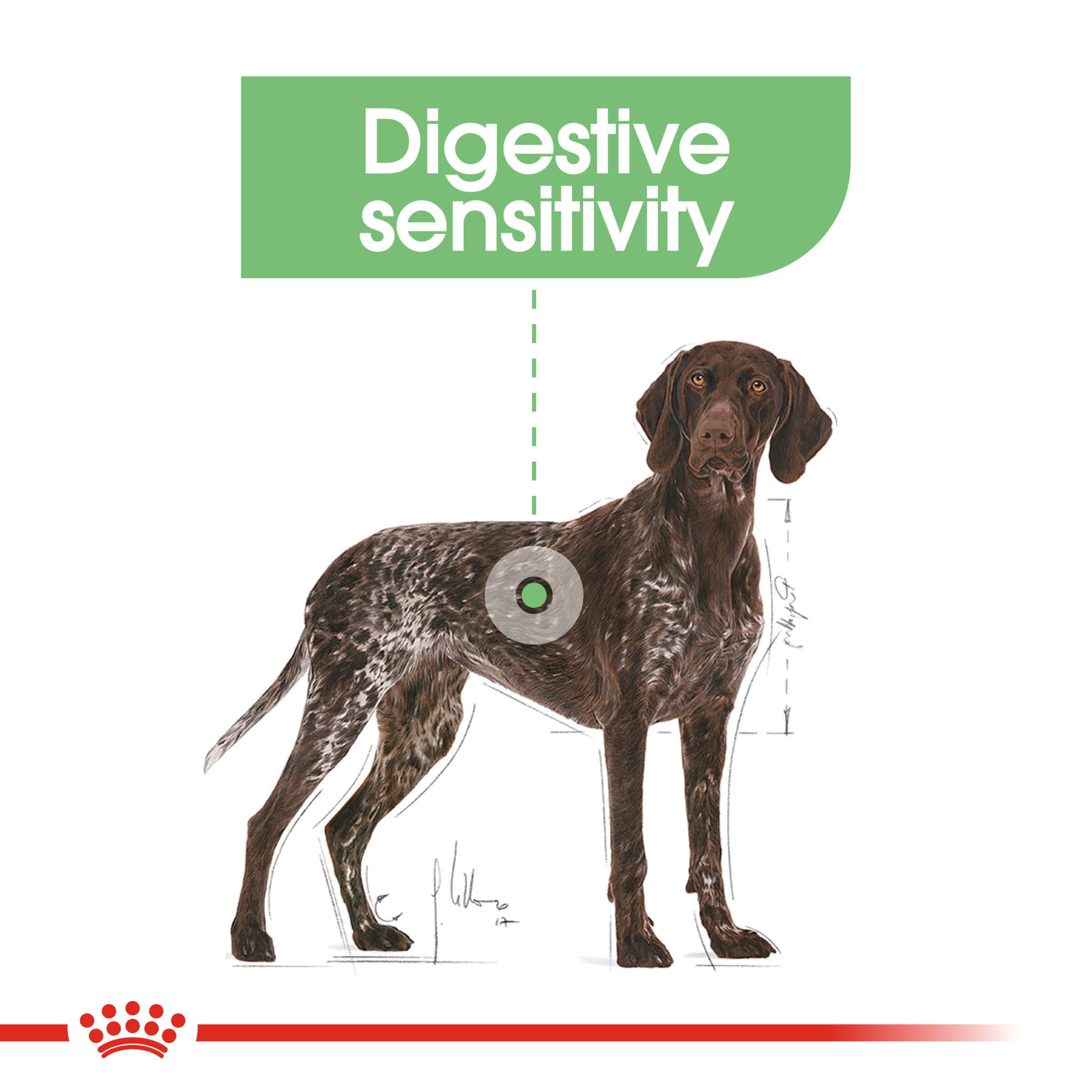 Royal Canin Maxi Digestive Care product detail 3
