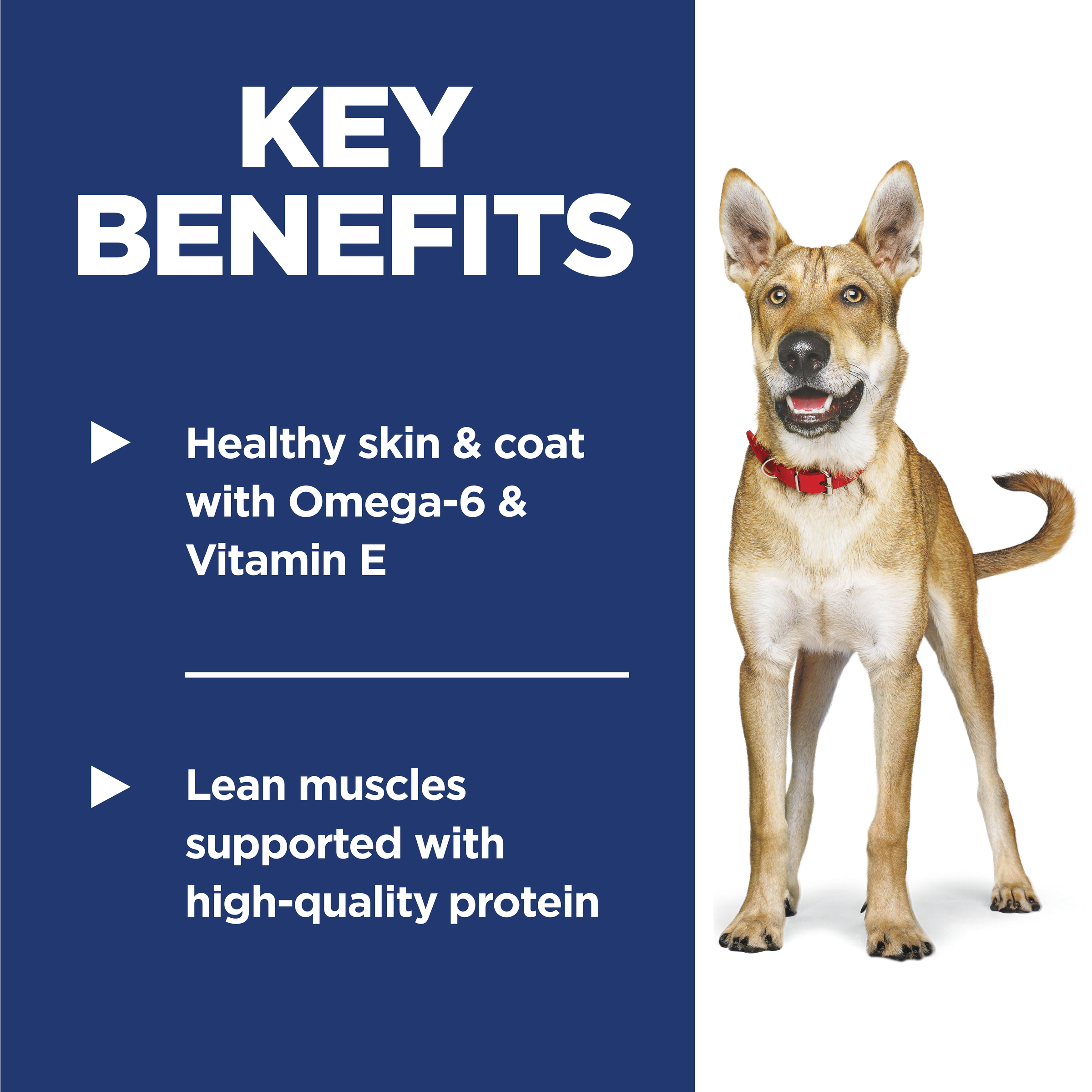 Key benefits panel for Hill's Adult Lamb and Rice: healthy skin and coat and lean muscles
