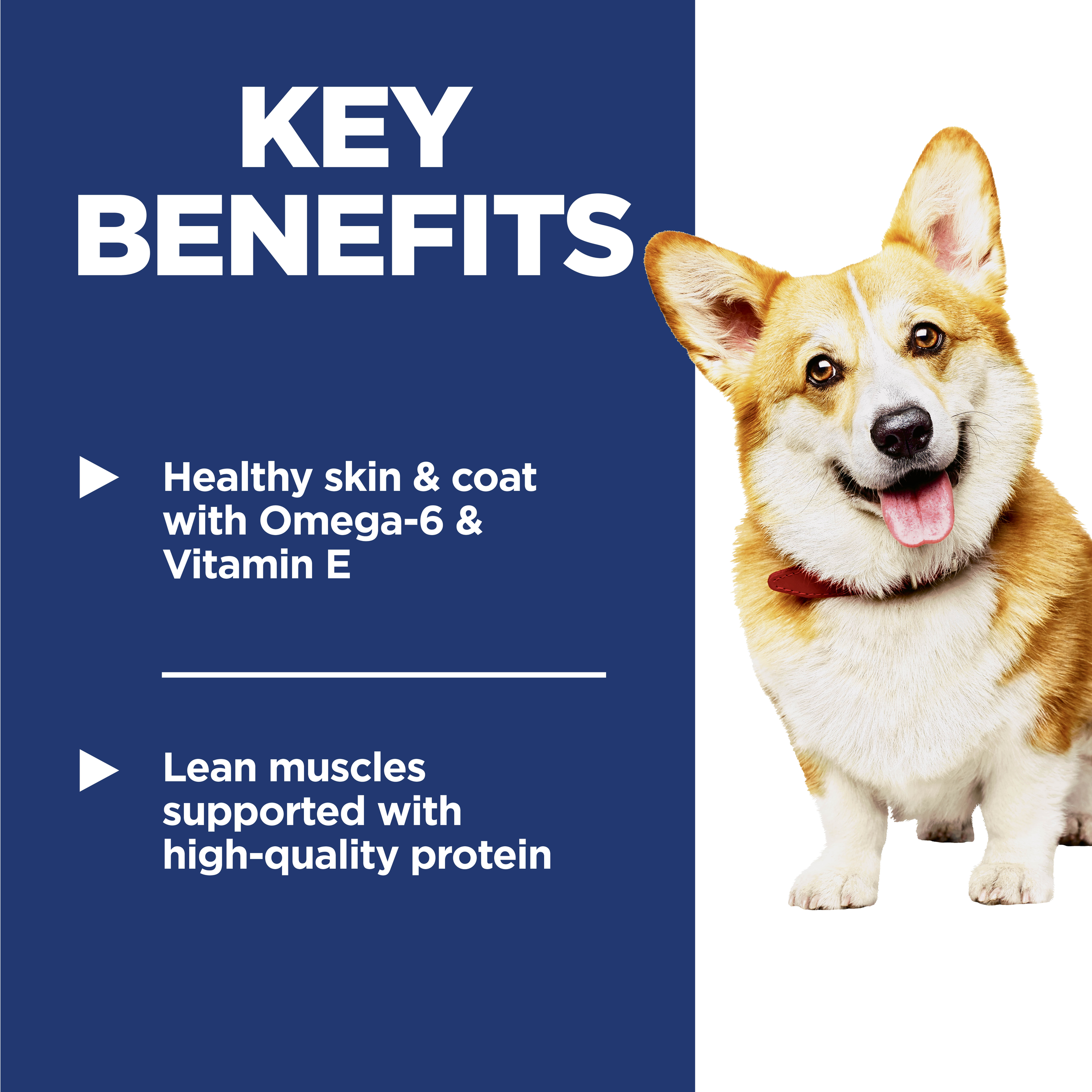Key benefits panel for Hill's Adult Small Bites: healthy skin and coat and lean muscles