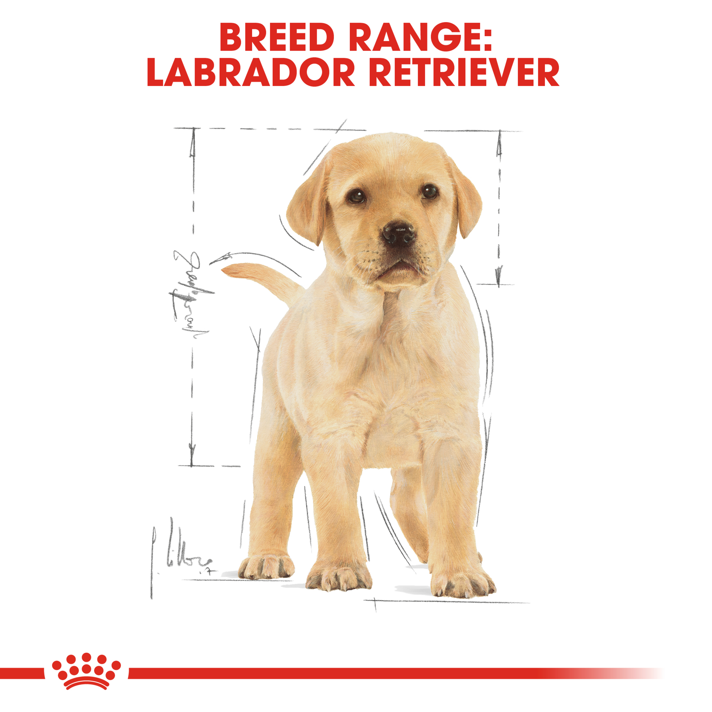 Royal Canin Labrador Retriever Puppy product detail 3