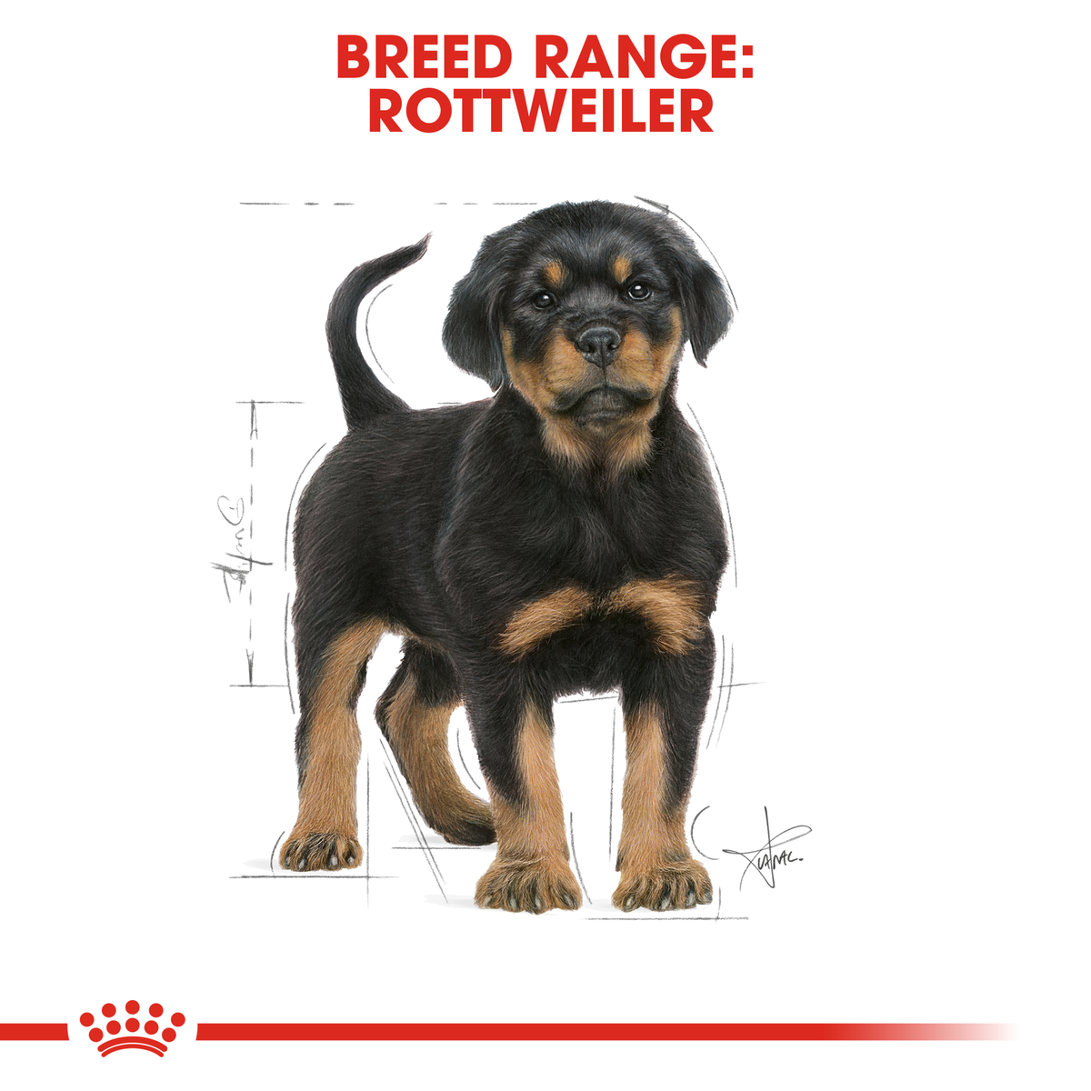 Rottweiler puppy standing, from the Royal Canin Rottweiler breed range