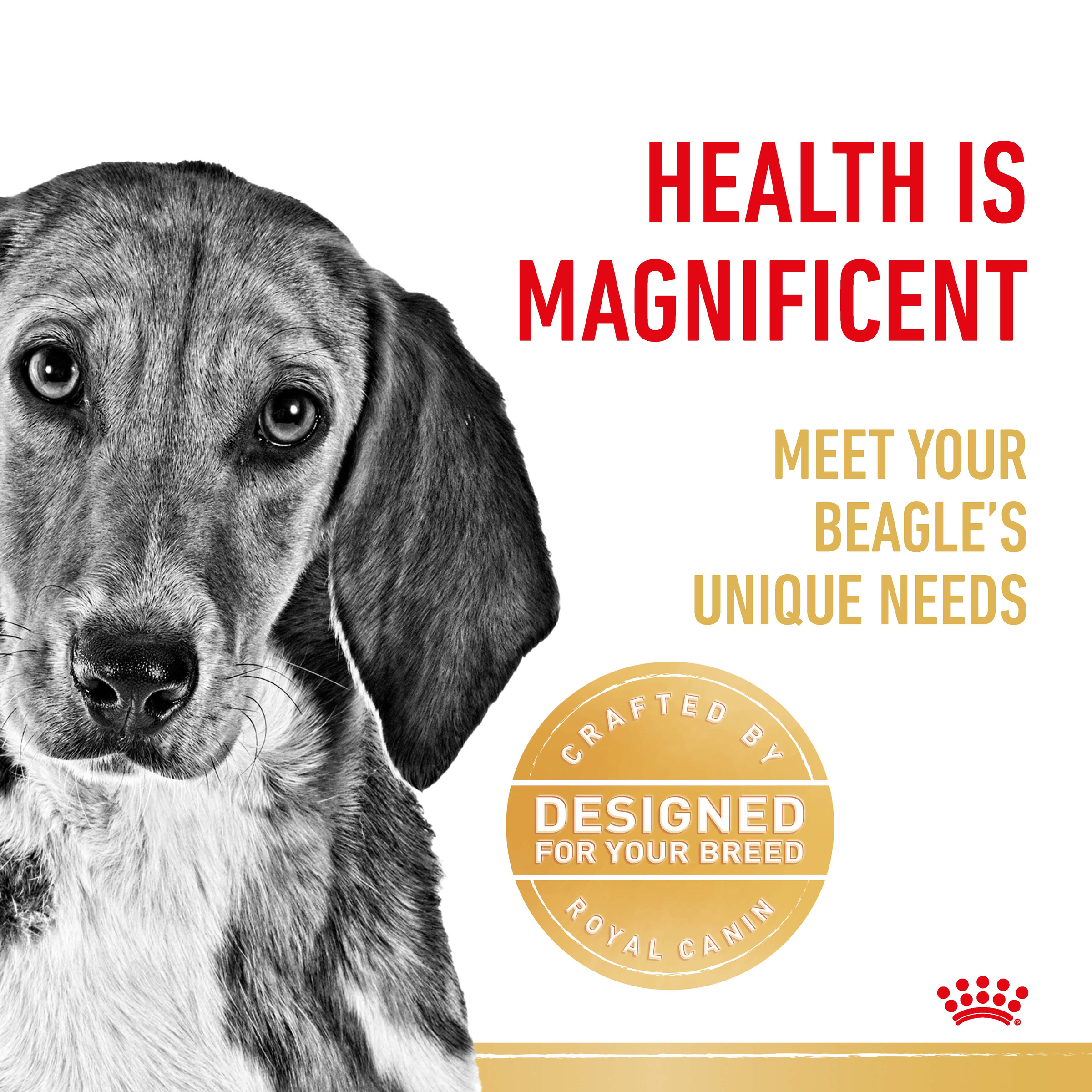 Royal Canin Beagle product detail 2
