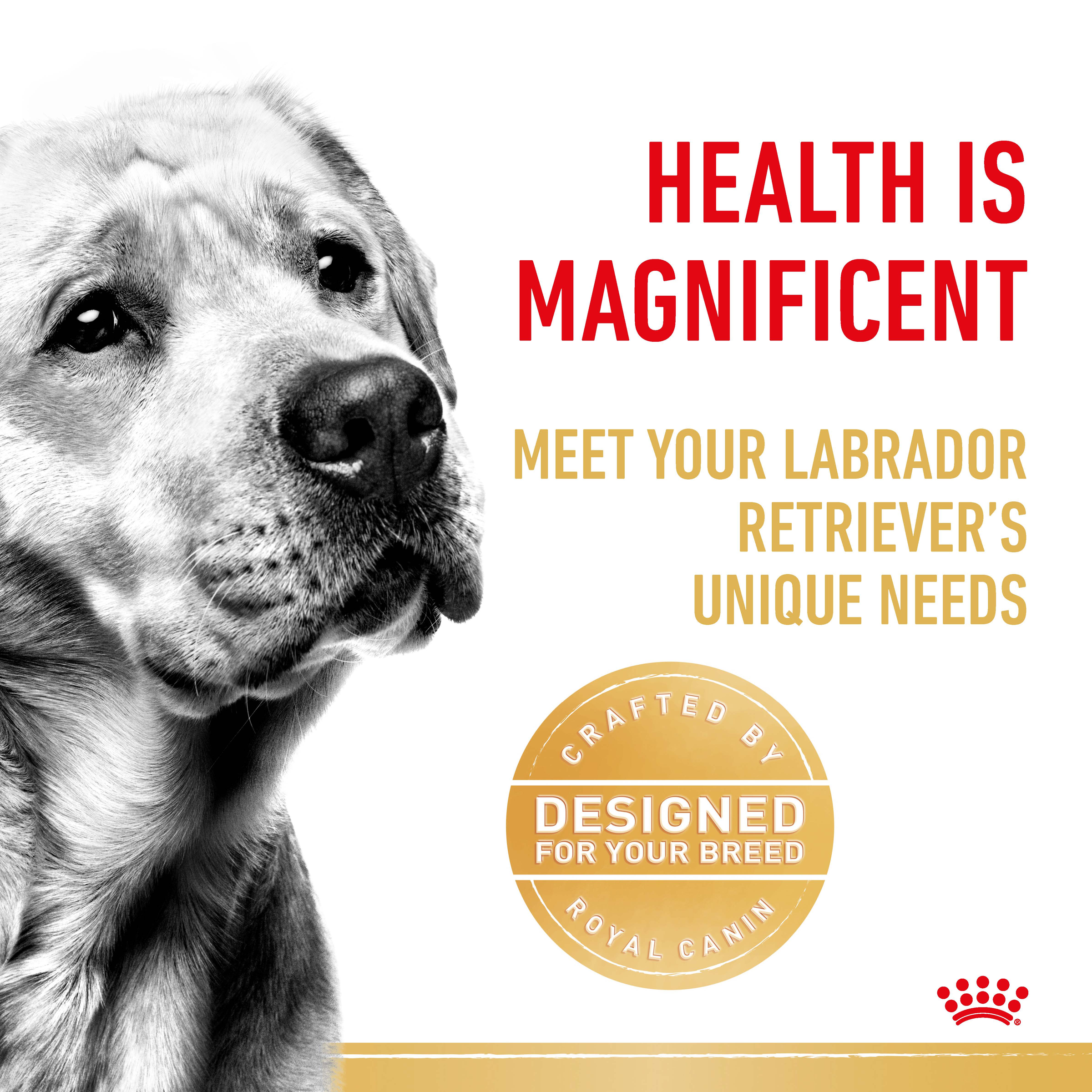 Black and white close-up of a Labrador Retriever beside a designed-for-your-breed seal