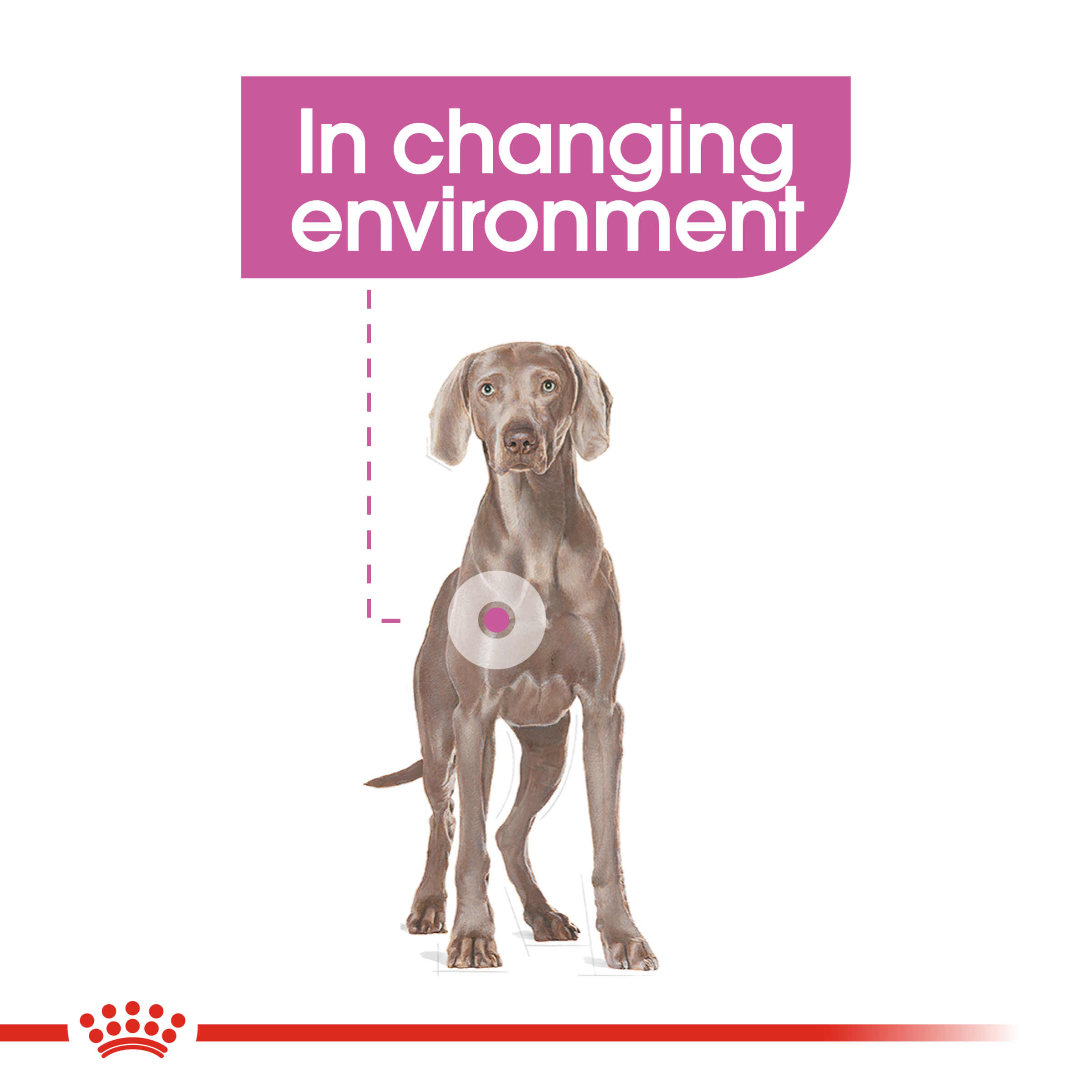 Royal Canin Maxi Relax Care product detail 3