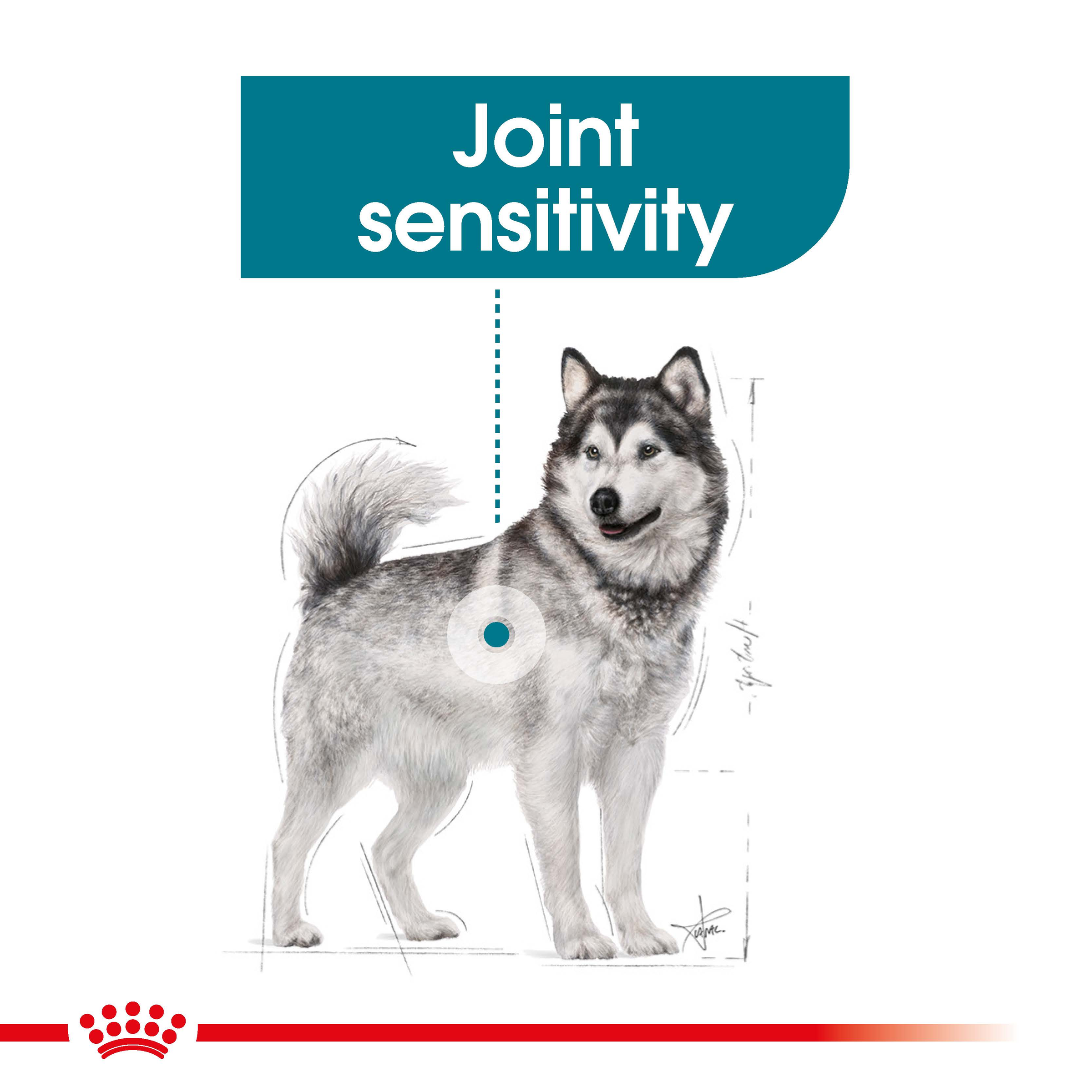 Royal Canin Maxi Joint Care product detail 2