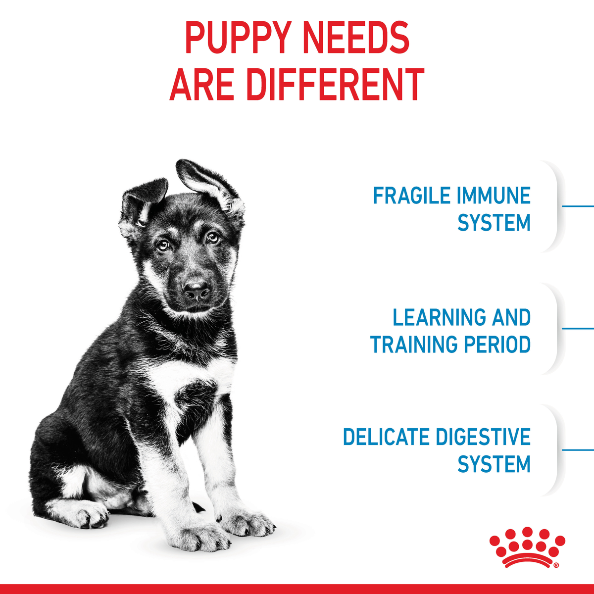 Black and white German Shepherd puppy: fragile immune system, learning period, delicate digestion