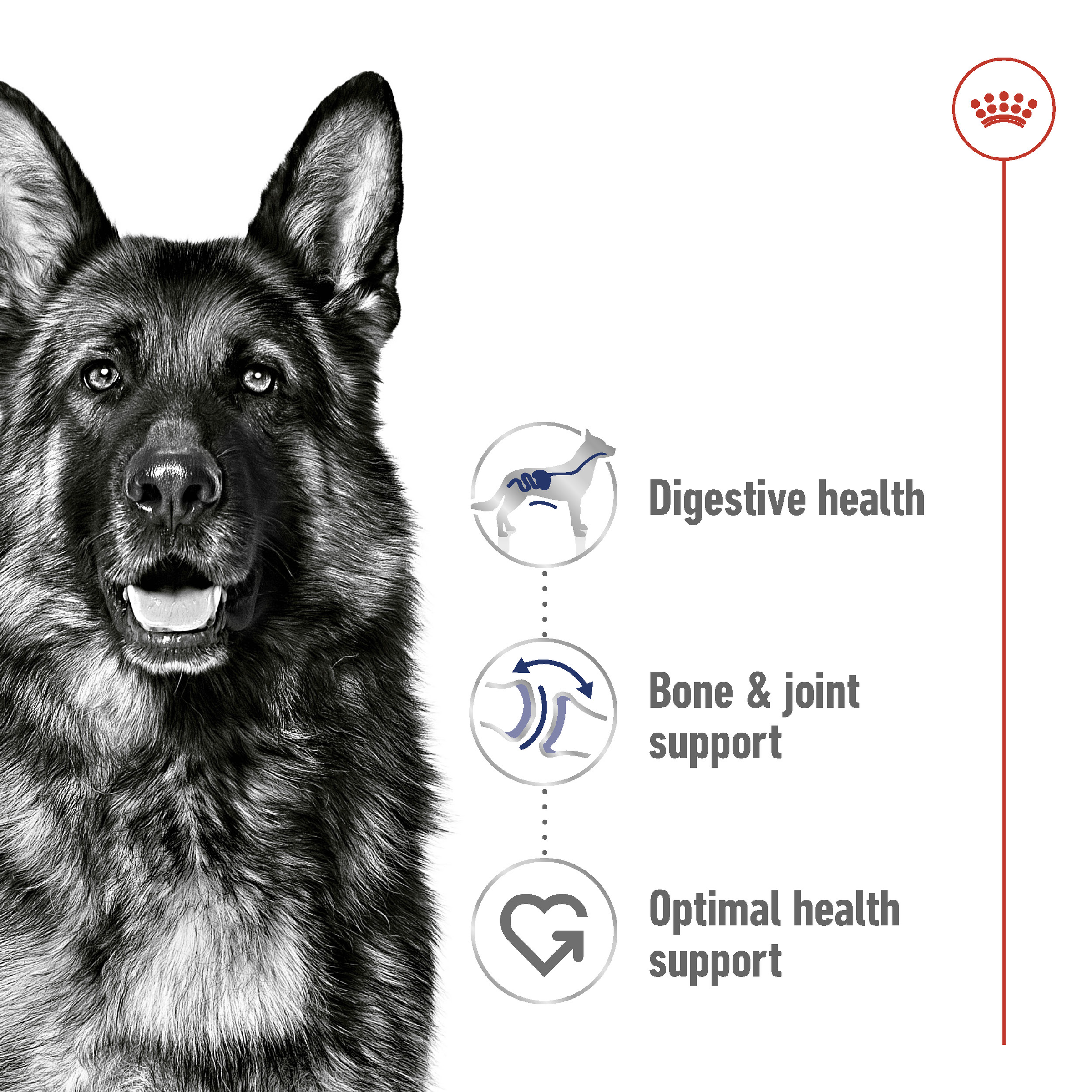 Royal Canin Maxi Adult product detail 2