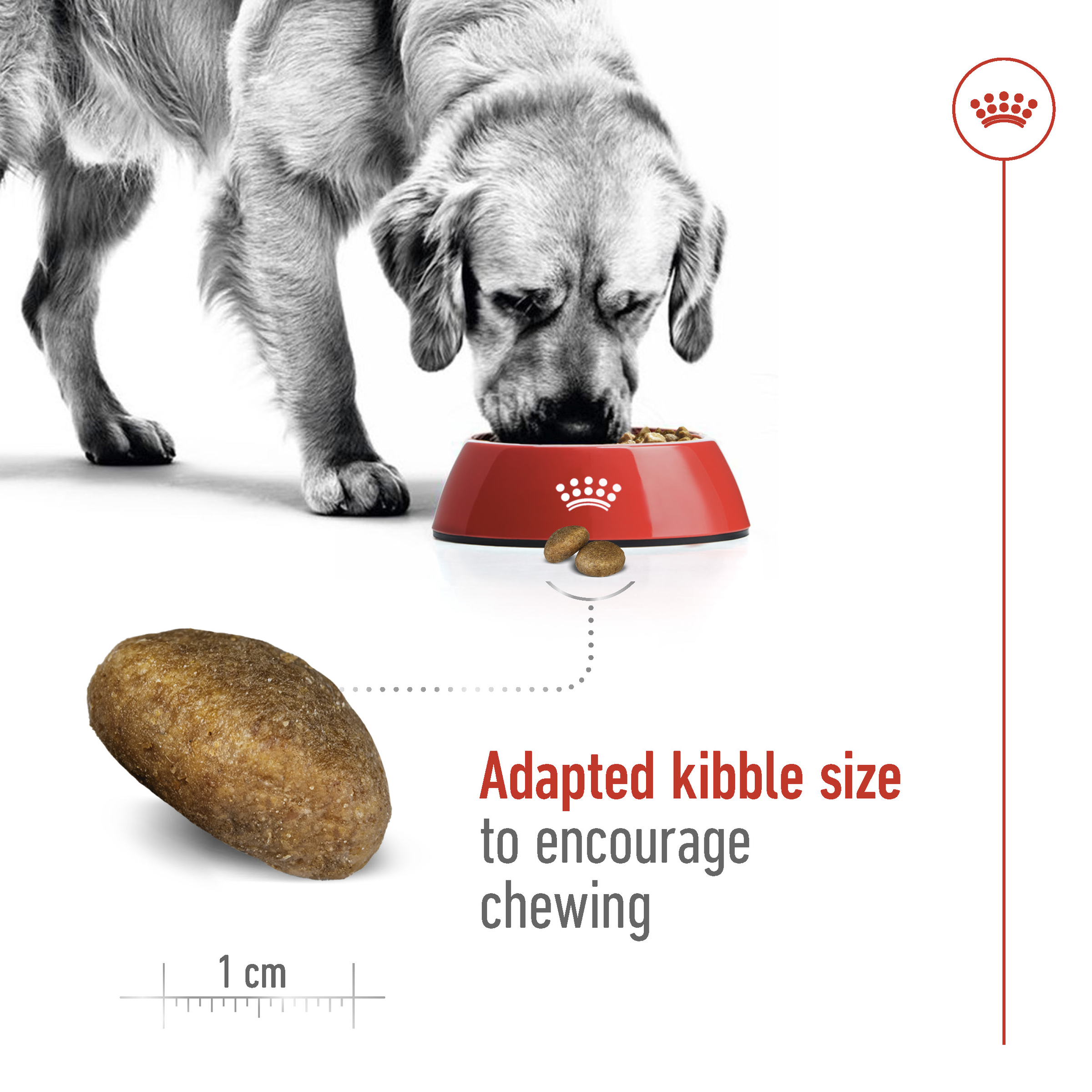 Royal Canin Maxi Adult product detail 4