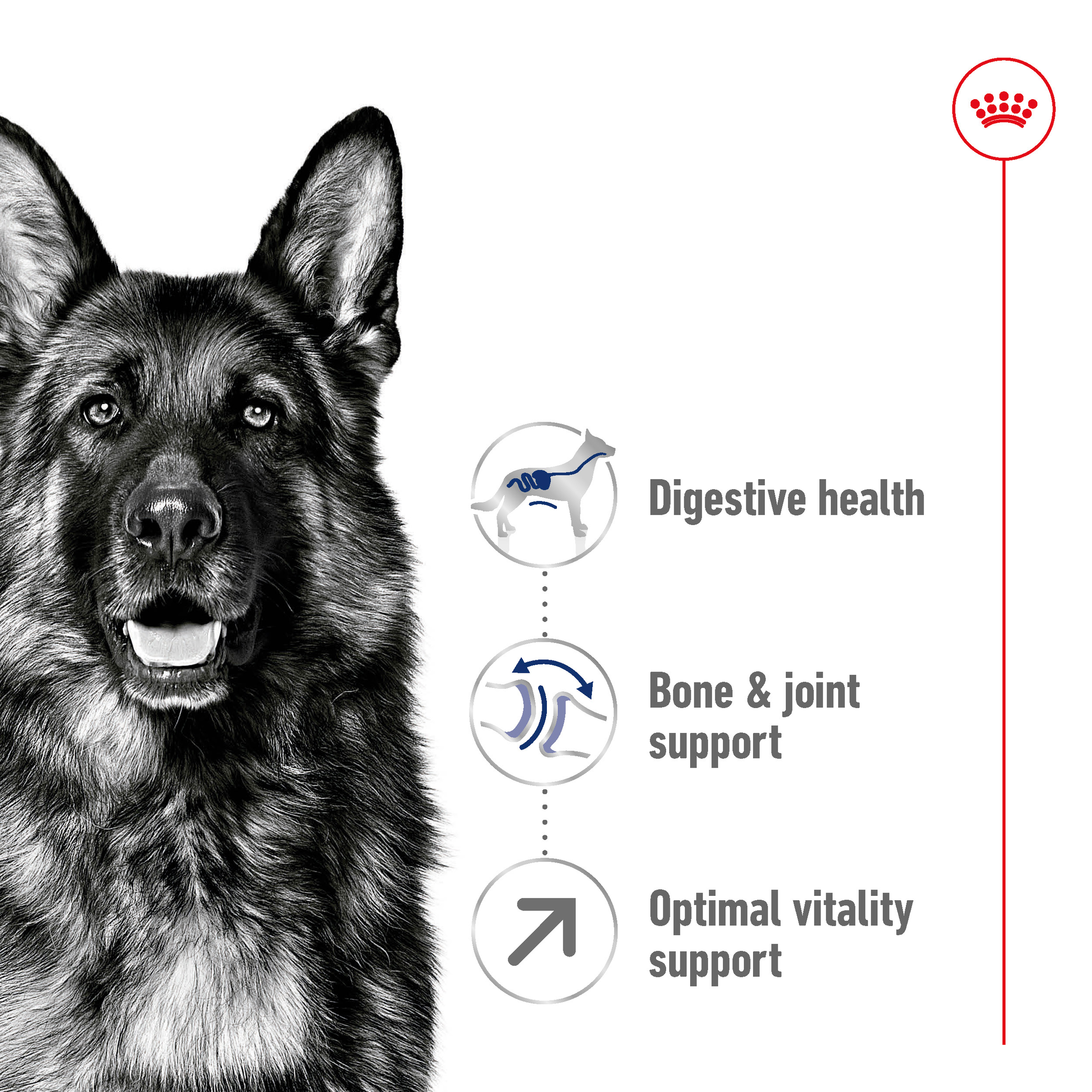 Royal Canin Maxi Adult 5+ product detail 2