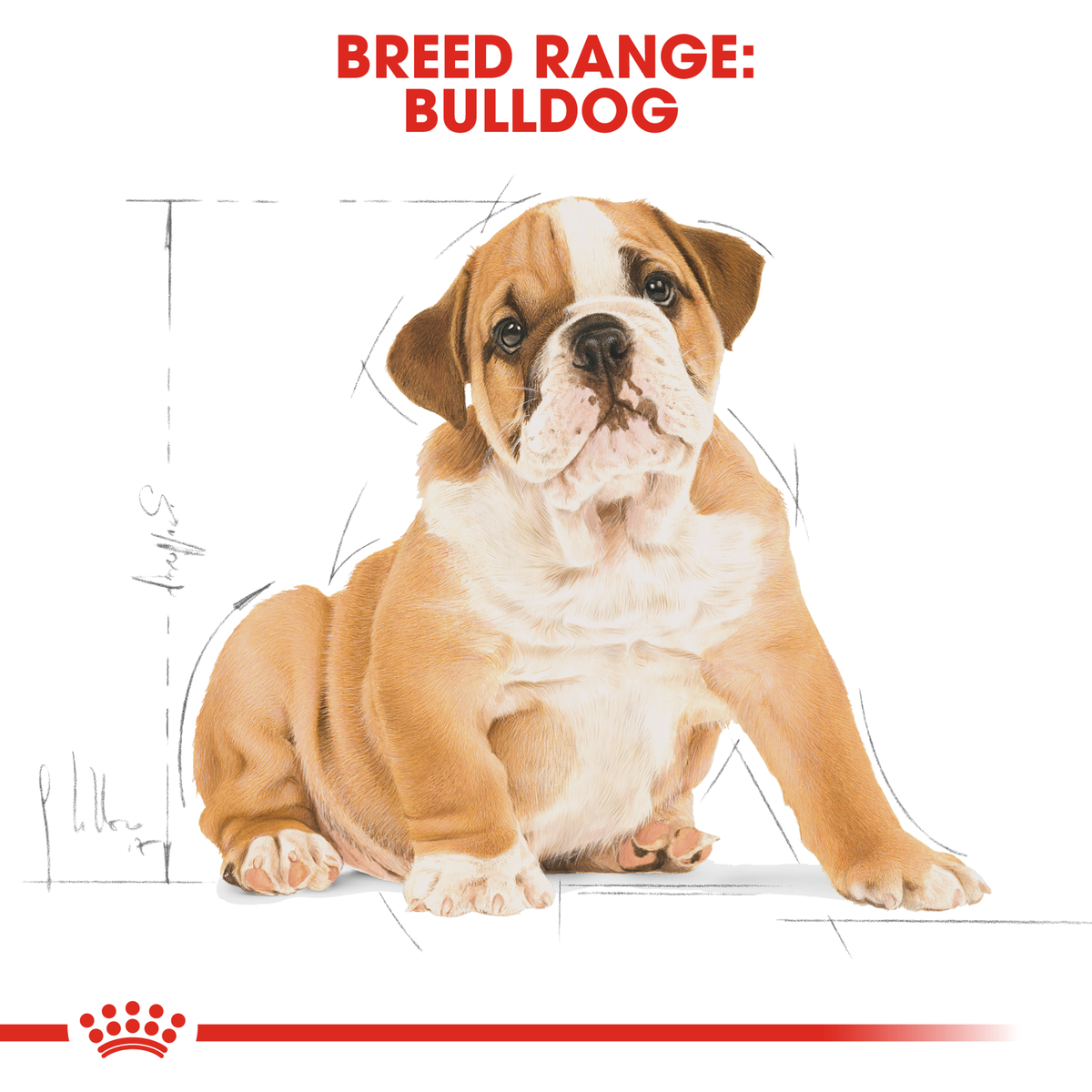 Bulldog puppy sitting, from the Royal Canin Bulldog breed range