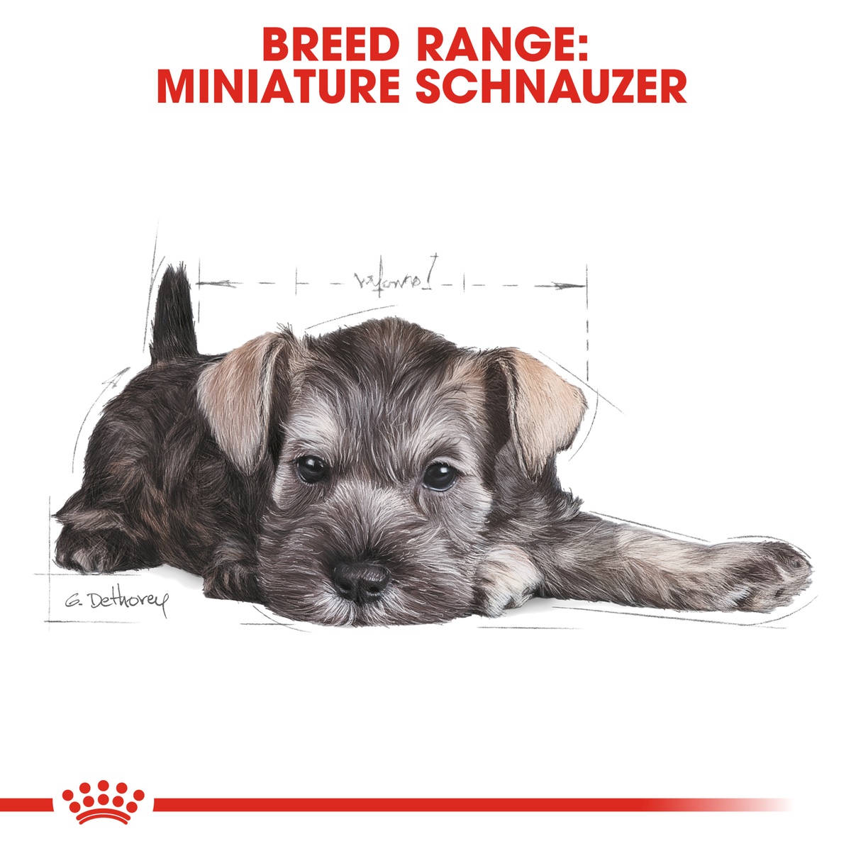 Miniature Schnauzer puppy lying down, from the Royal Canin breed range