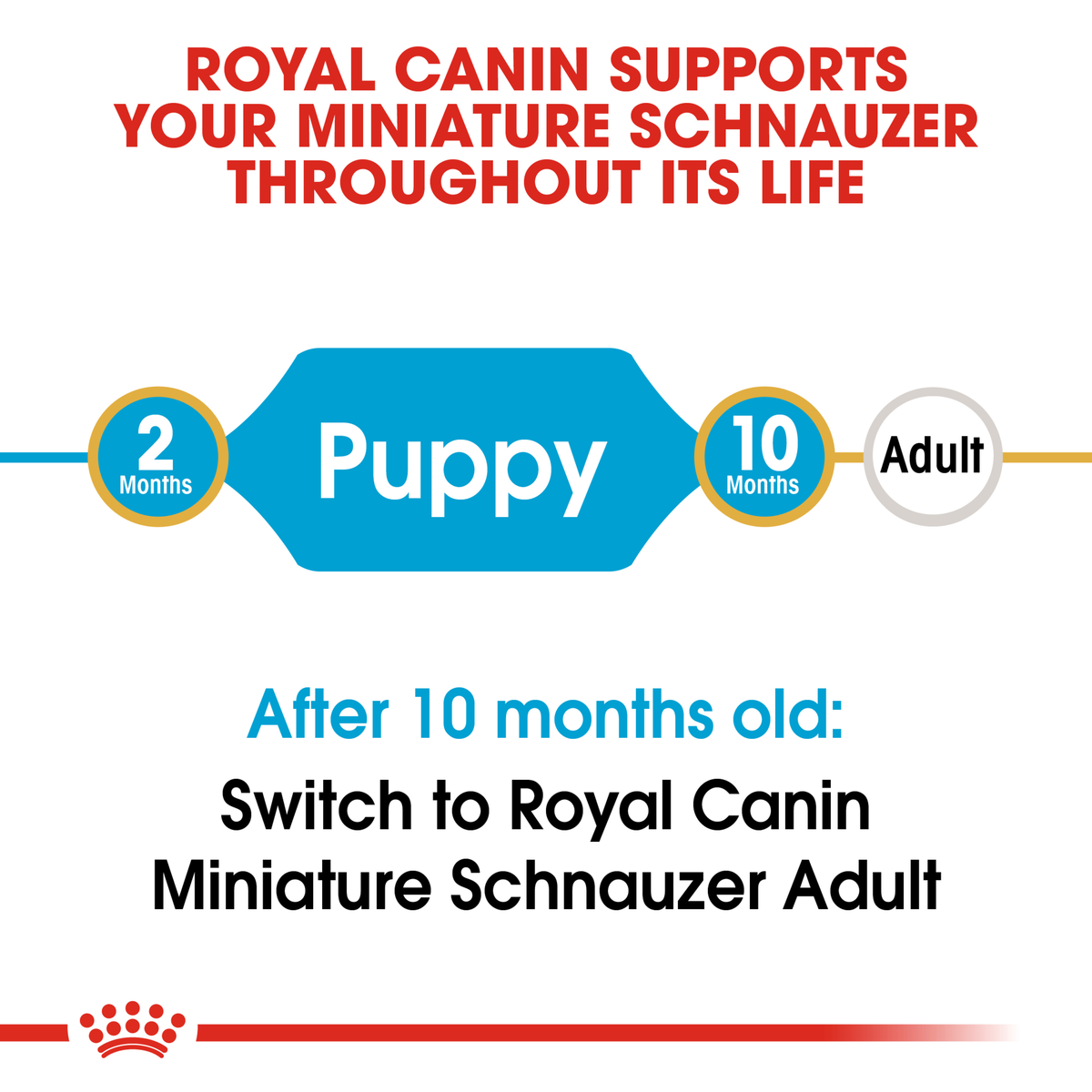 Royal Canin Miniature Schnauzer life stage guide: puppy food to 10 months, then adult food
