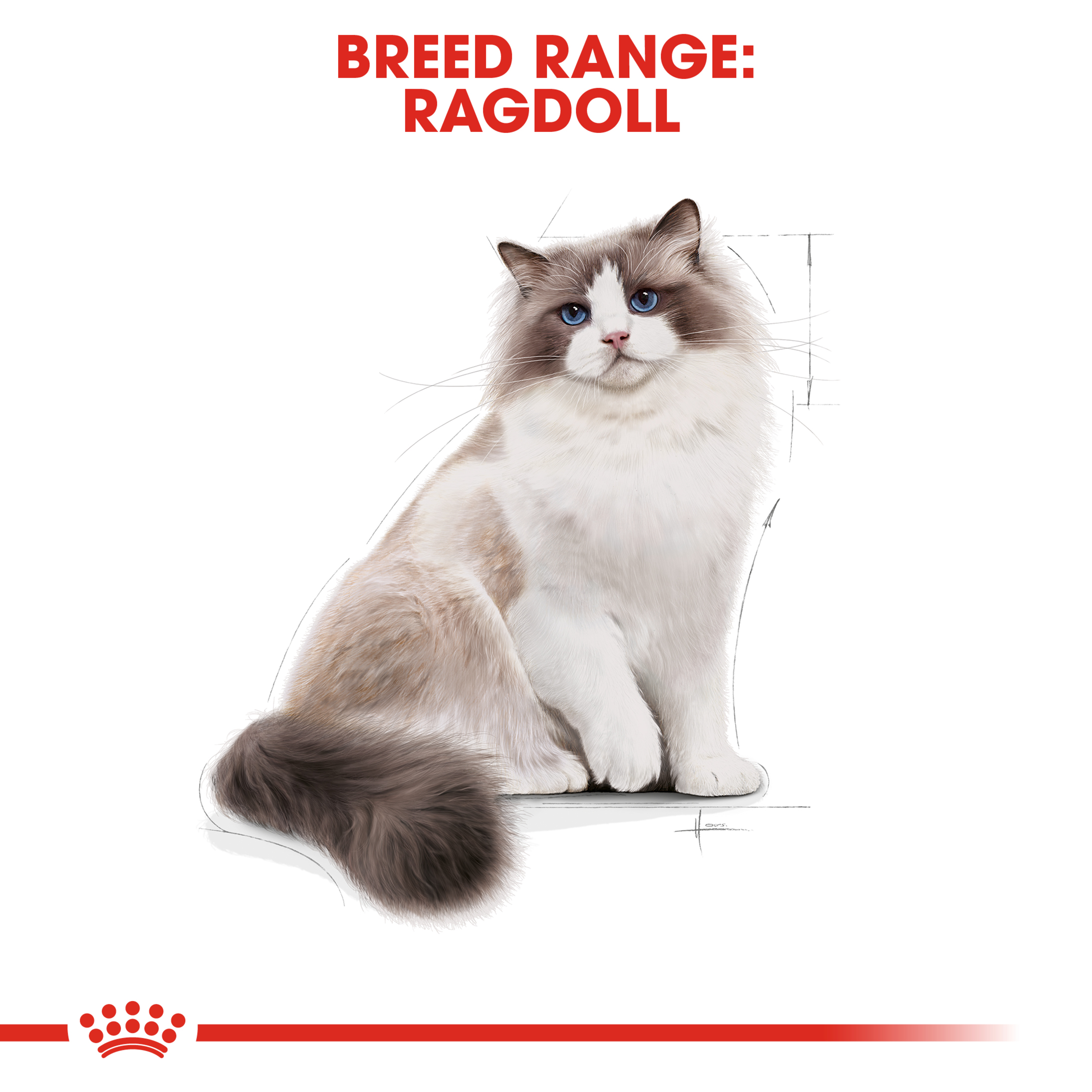 Royal Canin Ragdoll Dry Cat Food product detail 3