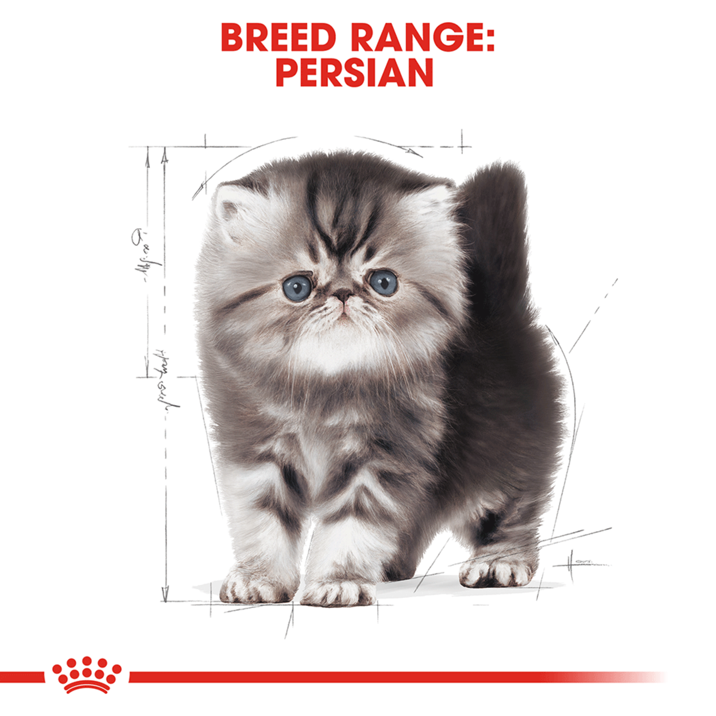 Royal Canin Dry Cat Food Persian Kitten product detail 3