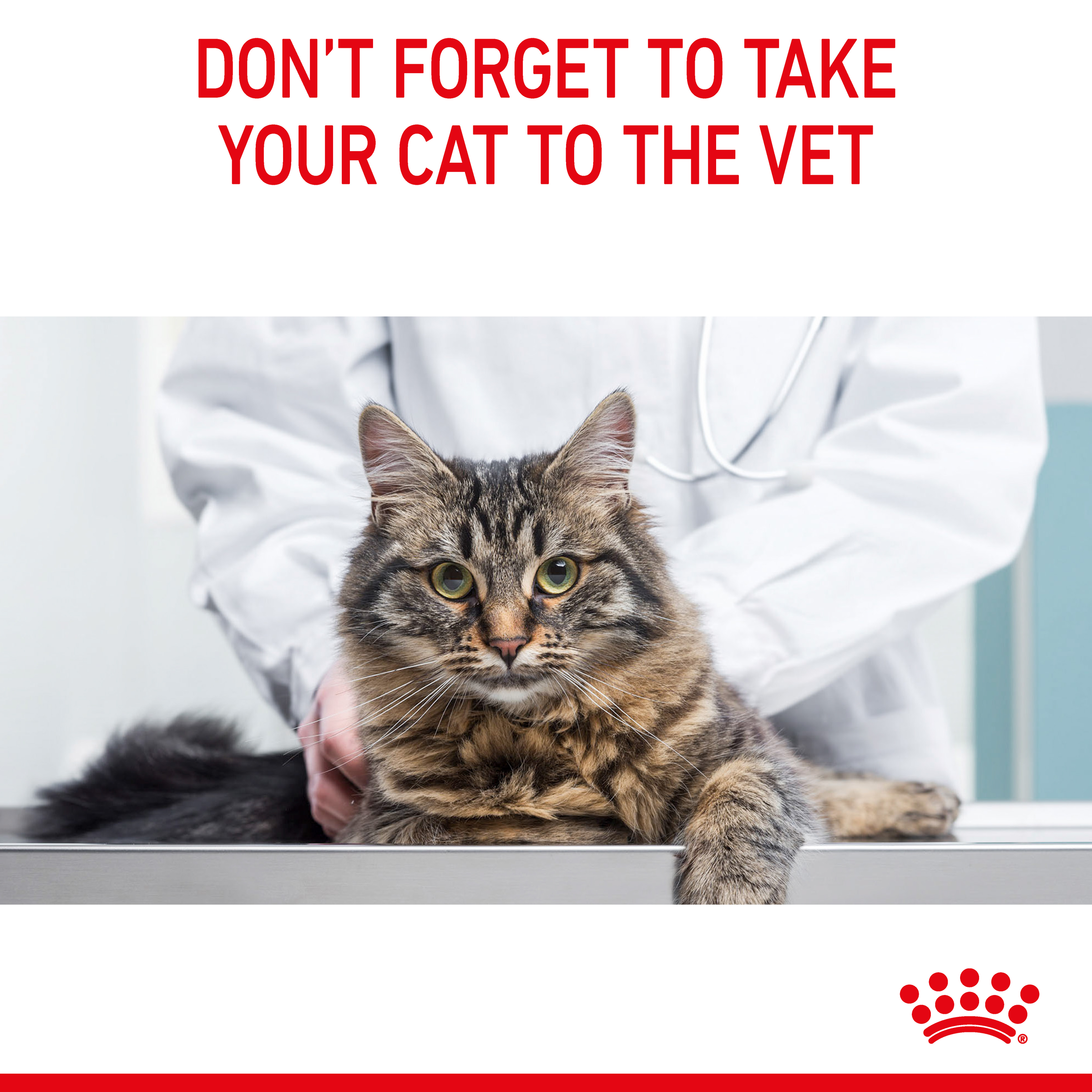 Royal Canin Hairball Care Dry Cat Food product detail 10