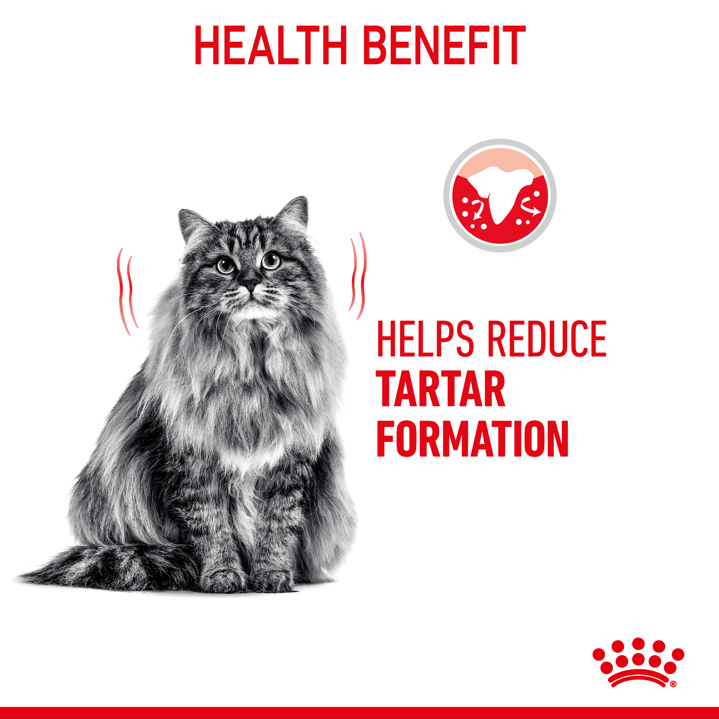 Royal Canin Dental Care Dry Cat Food product detail 2