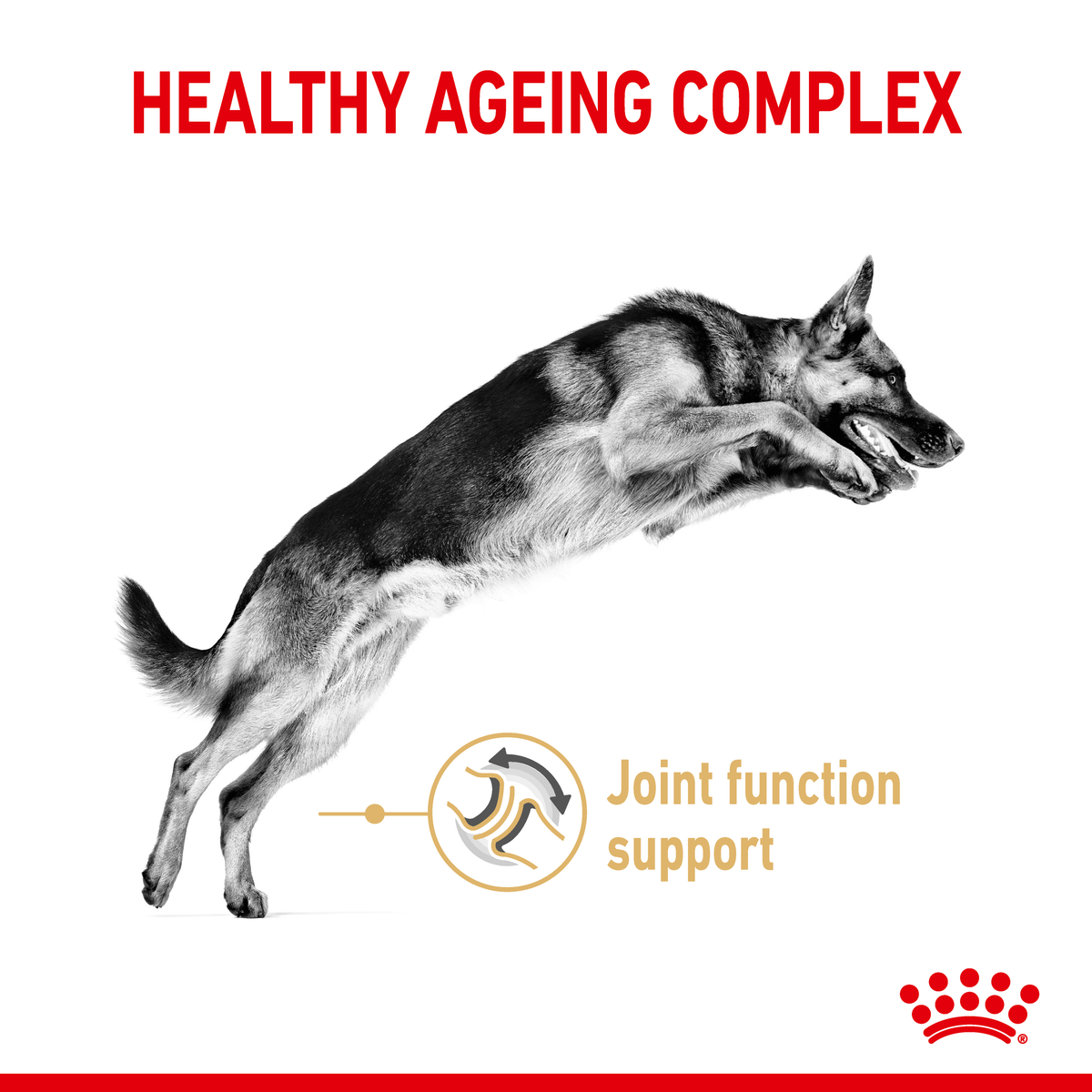 Black and white German Shepherd leaping, with the joint function support claim