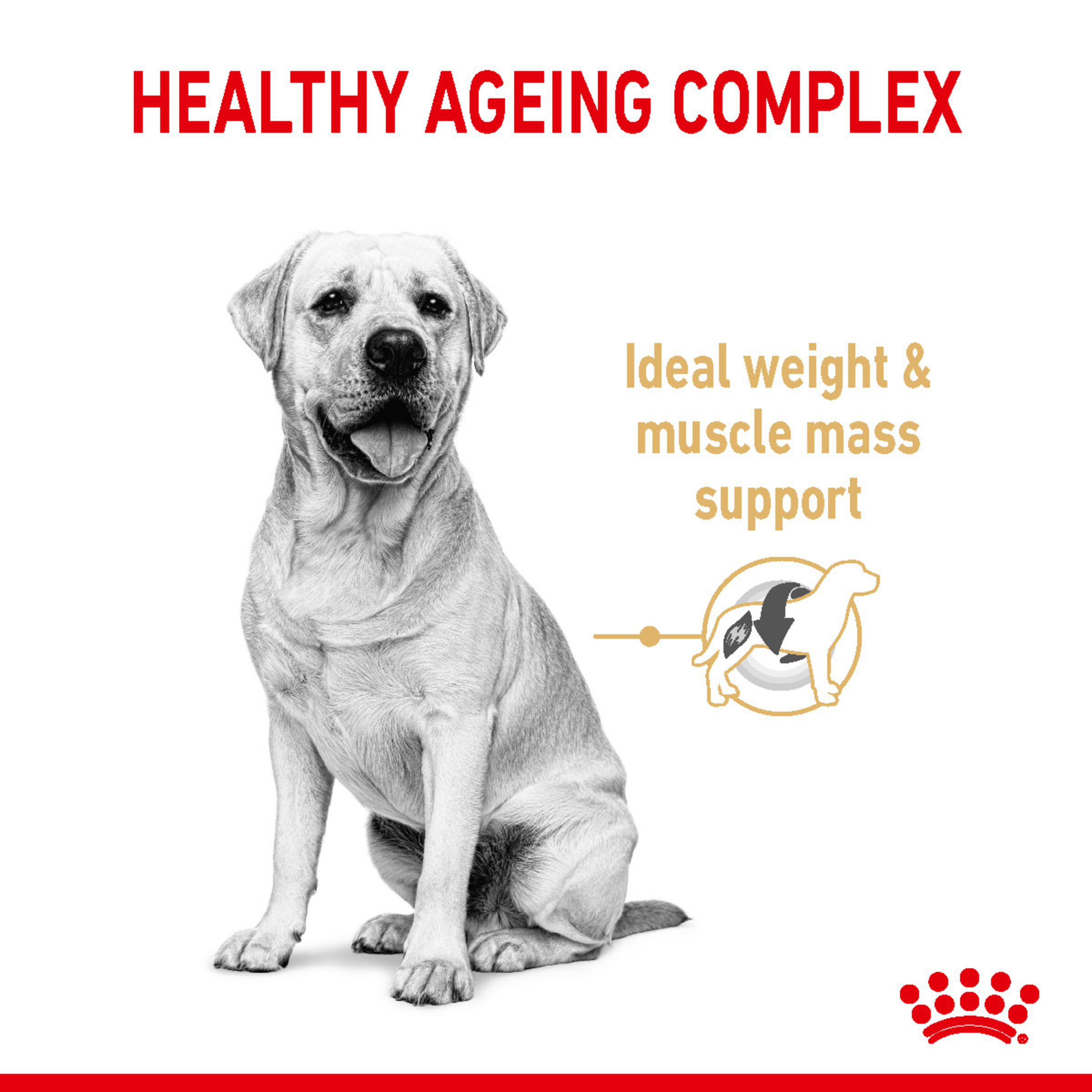 Labrador Retriever with the healthy ageing claim on ideal weight and muscle mass support