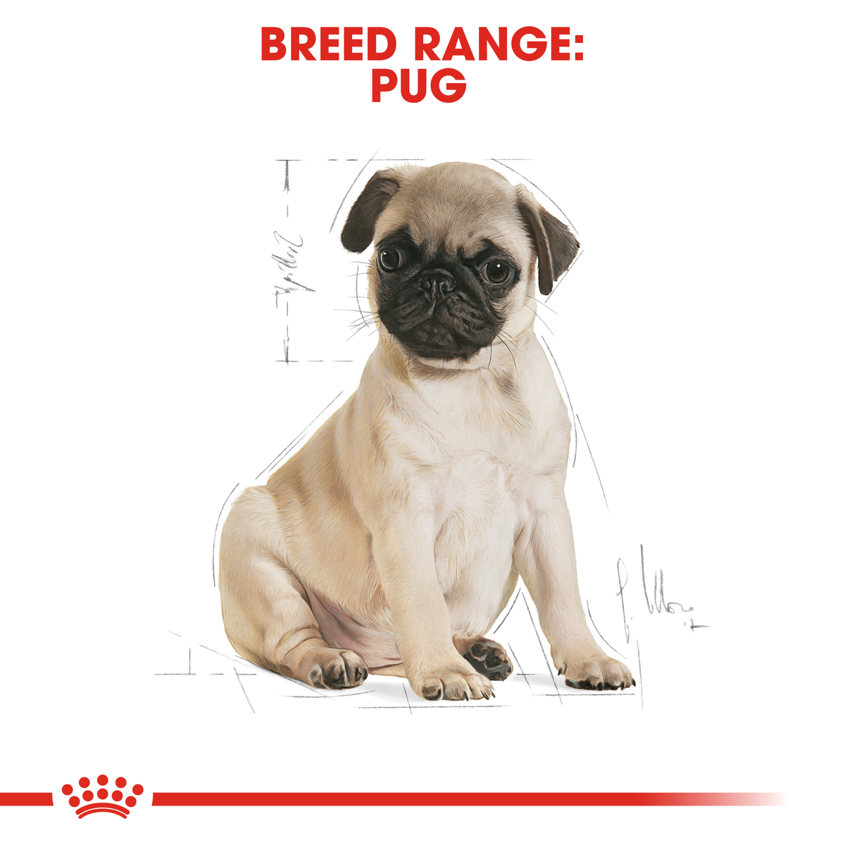 Pug puppy sitting, from the Royal Canin Pug breed range
