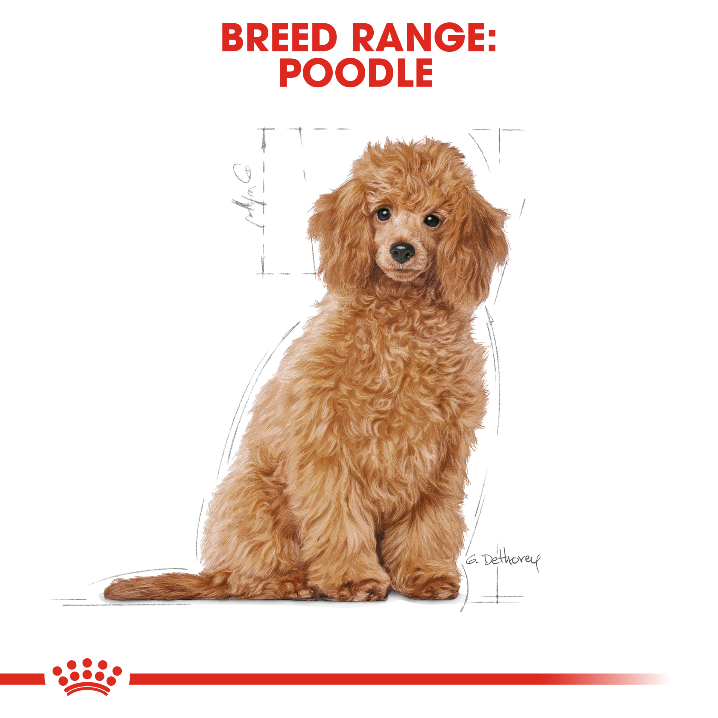 Royal Canin Poodle Puppy product detail 4