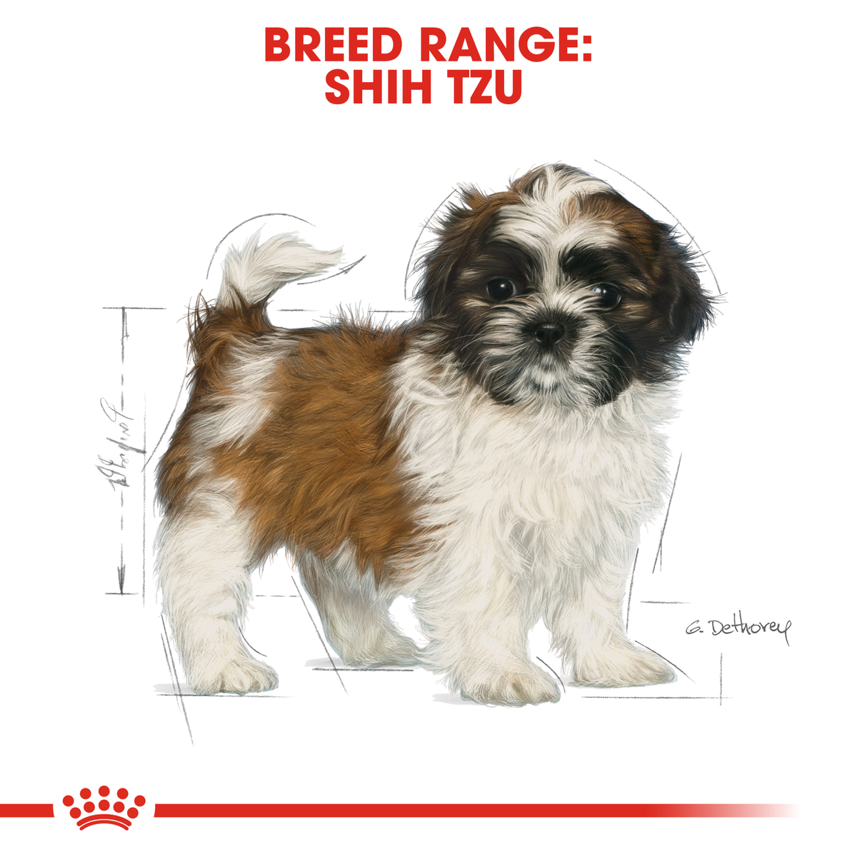Shih Tzu puppy standing, from the Royal Canin Shih Tzu breed range