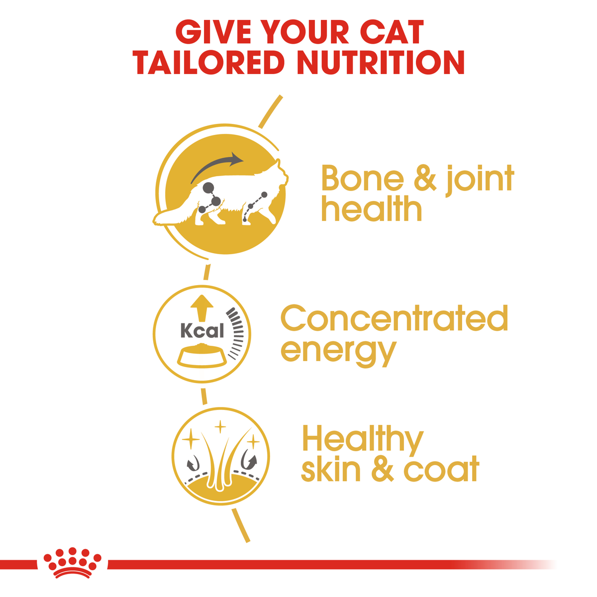 Royal Canin Maine Coon benefits: bone and joint health, concentrated energy, skin and coat