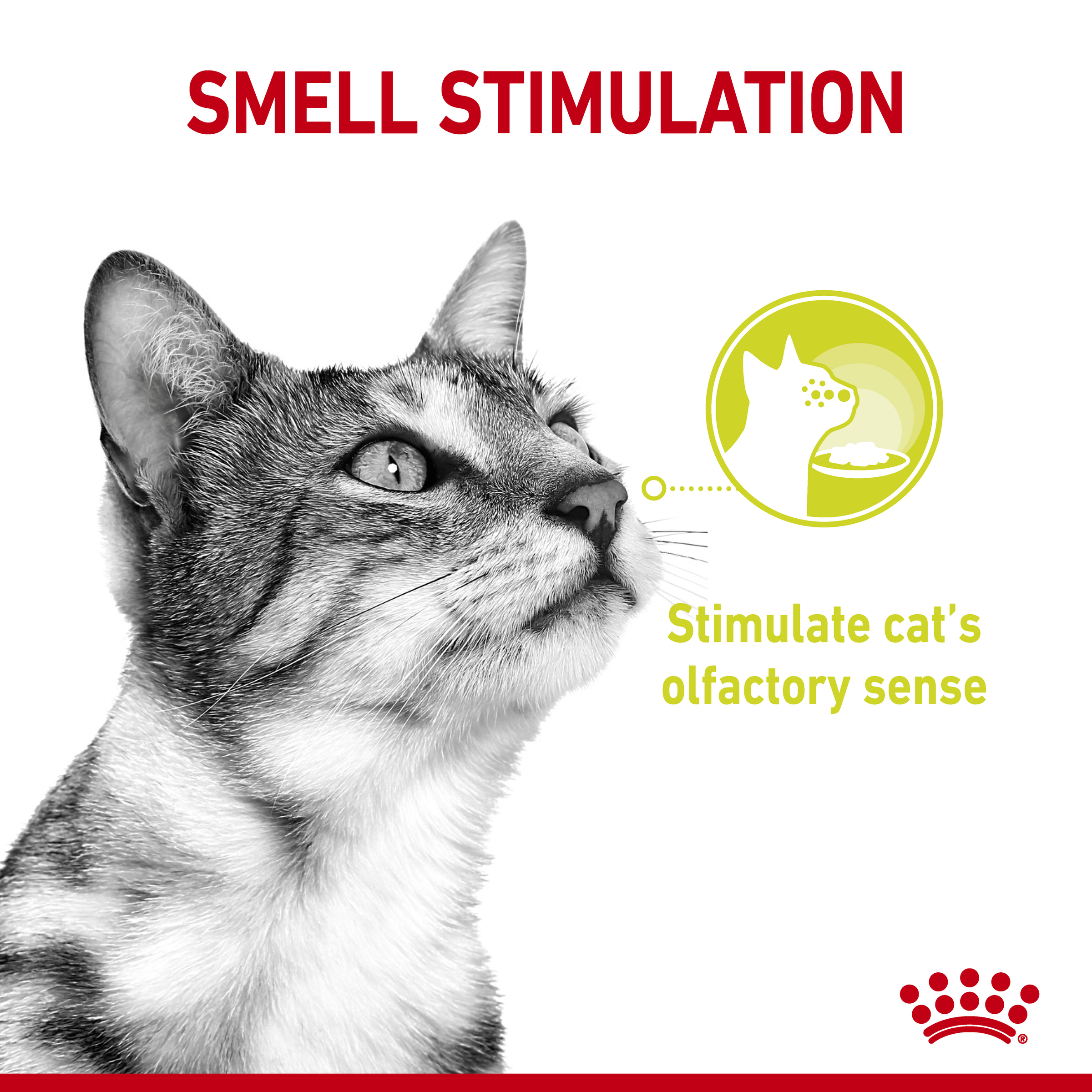 Royal Canin Wet Cat Food Sensory Smell Gravy product detail 2